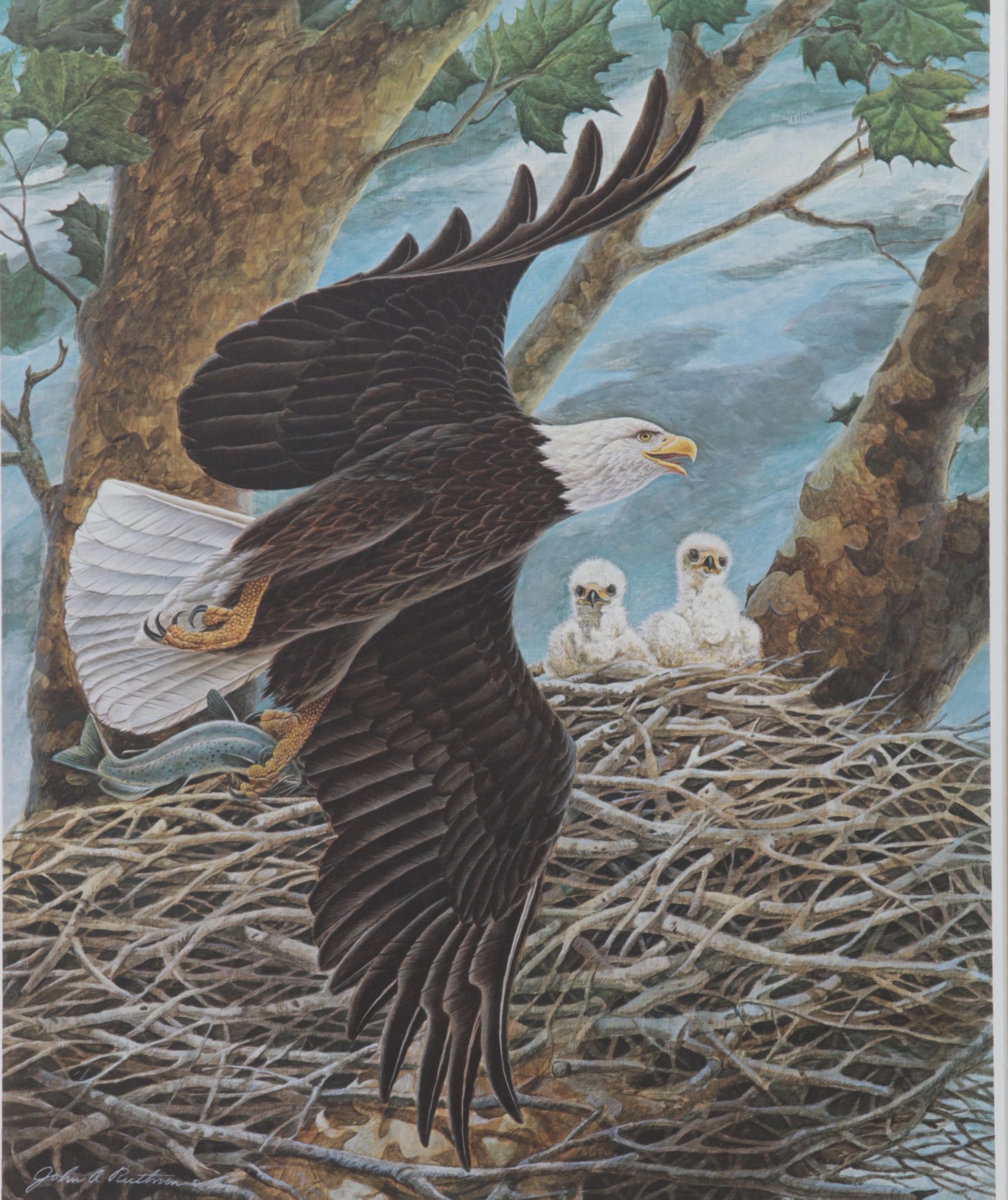 John A. Ruthven Offset Lithograph "Bald Eagle," Circa 1988