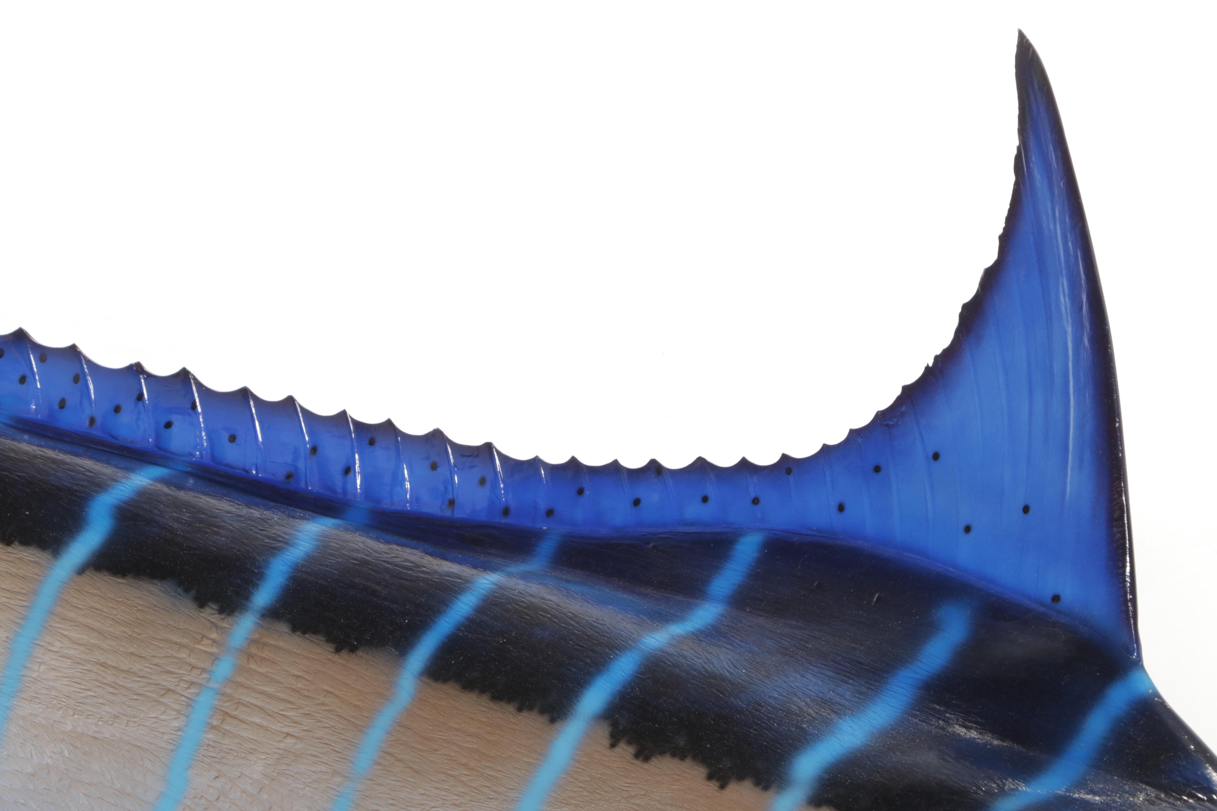 Taxidermy Atlantic Blue Marlin Fiberglass Replica