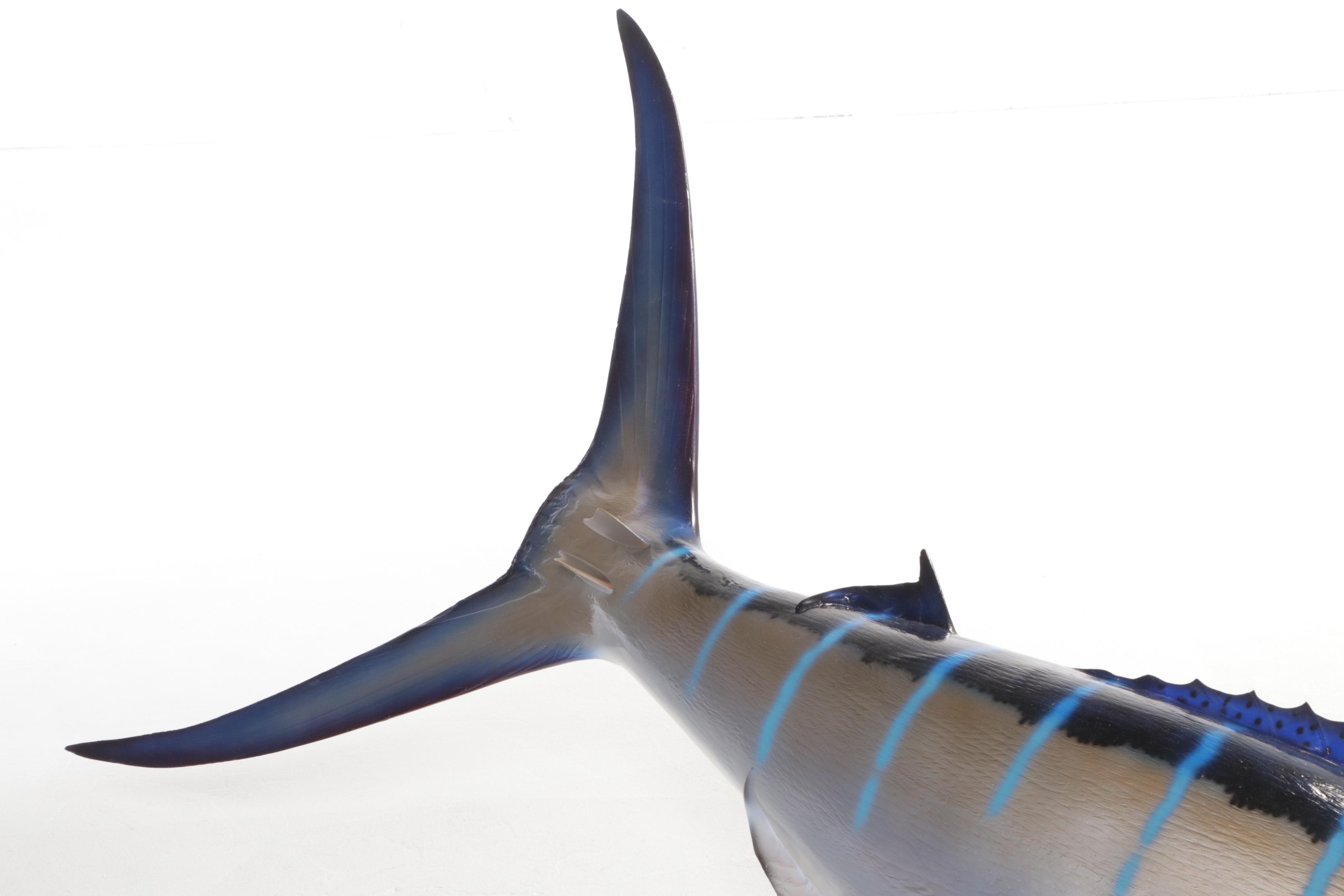 Taxidermy Atlantic Blue Marlin Fiberglass Replica