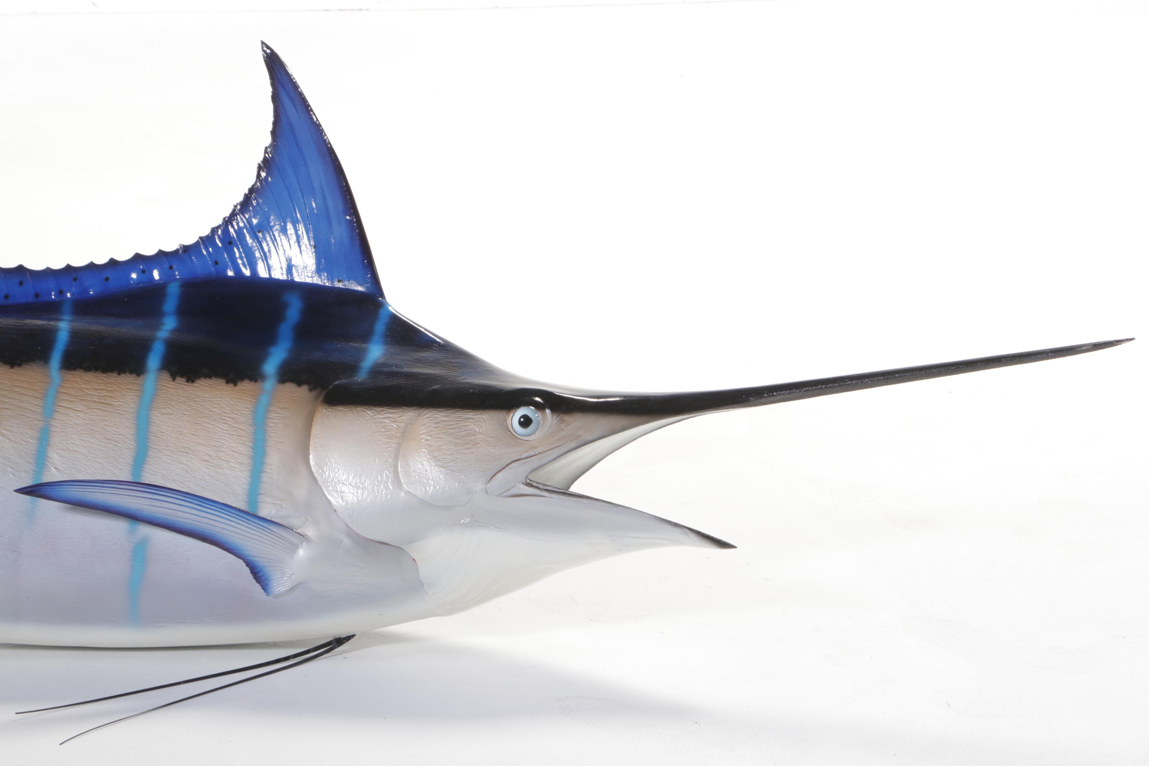 Taxidermy Atlantic Blue Marlin Fiberglass Replica