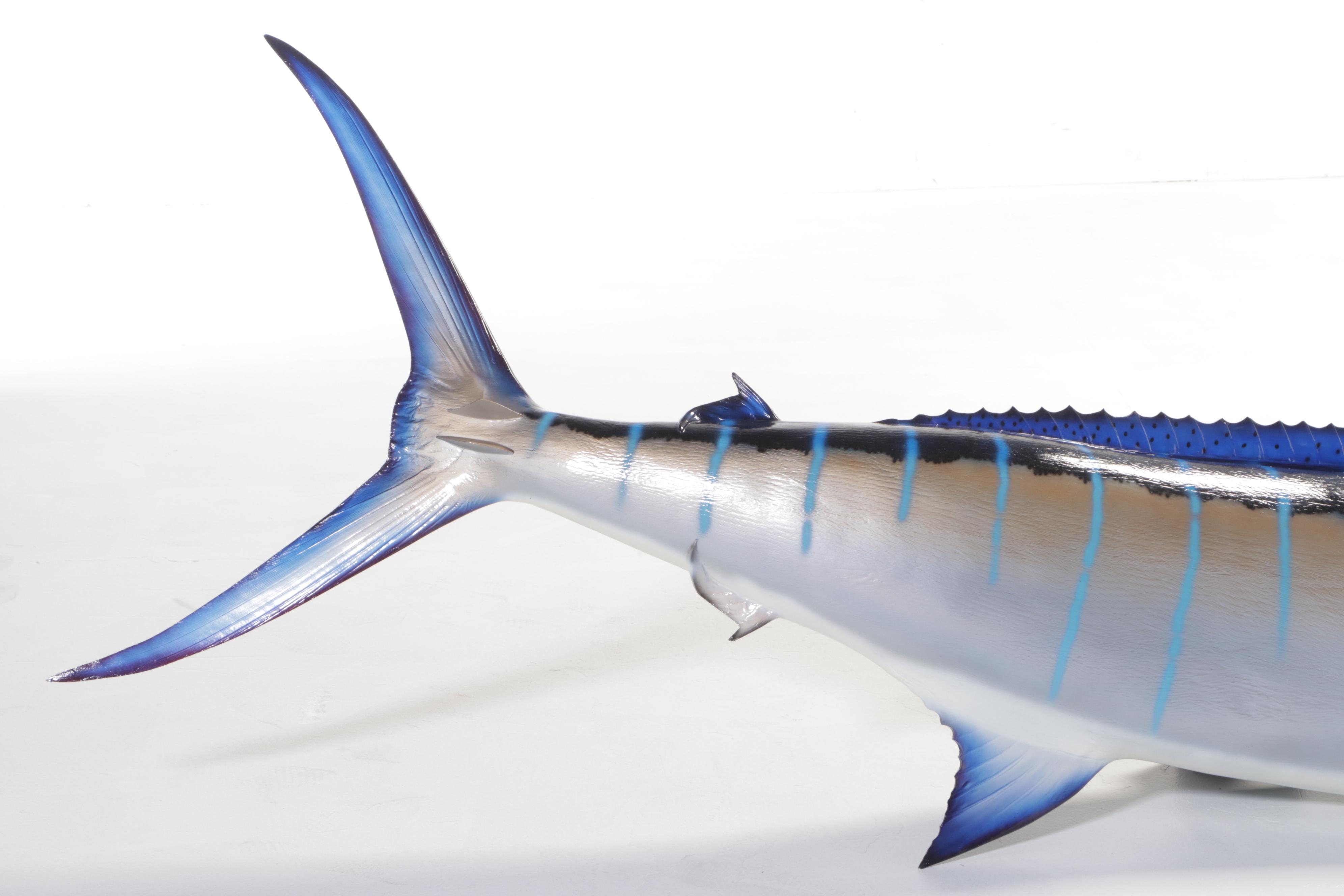 Taxidermy Atlantic Blue Marlin Fiberglass Replica