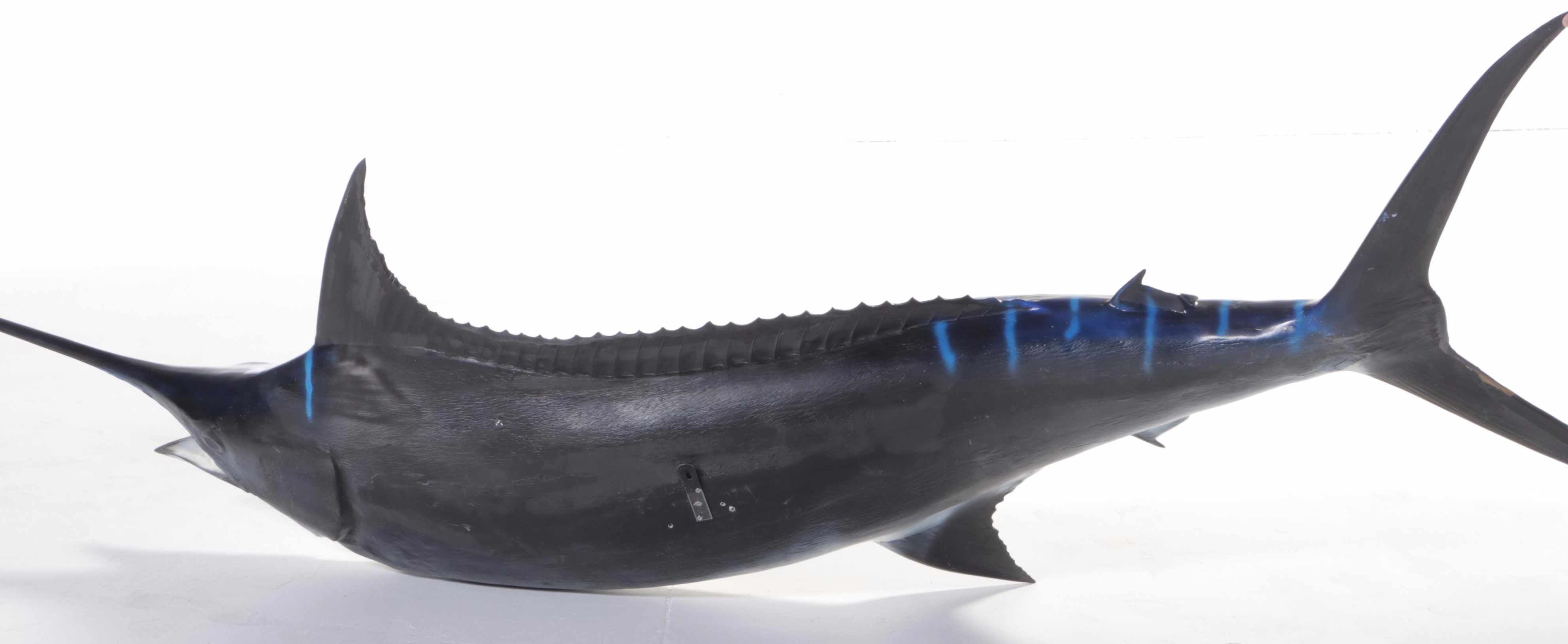Taxidermy Atlantic Blue Marlin Fiberglass Replica