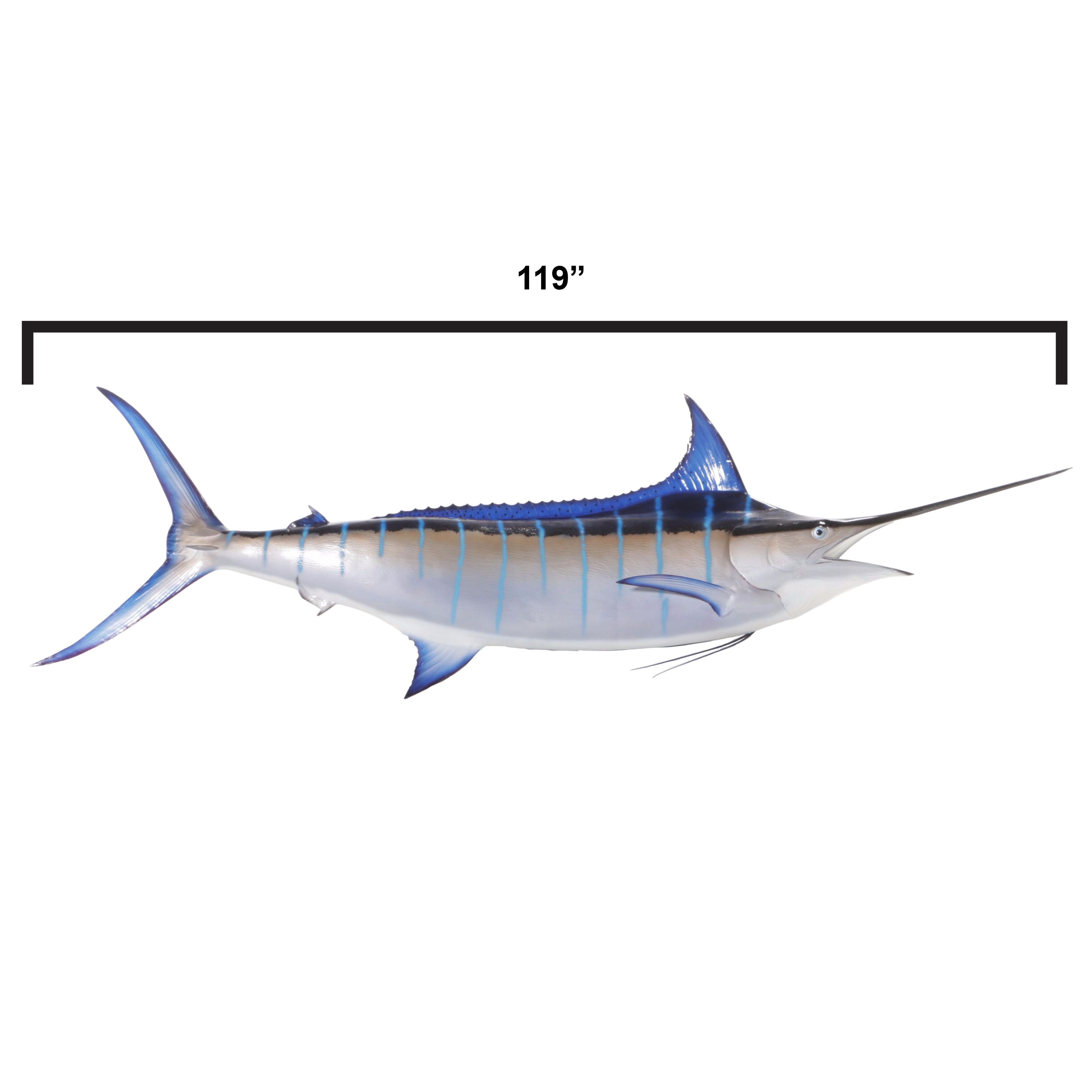 Taxidermy Atlantic Blue Marlin Fiberglass Replica
