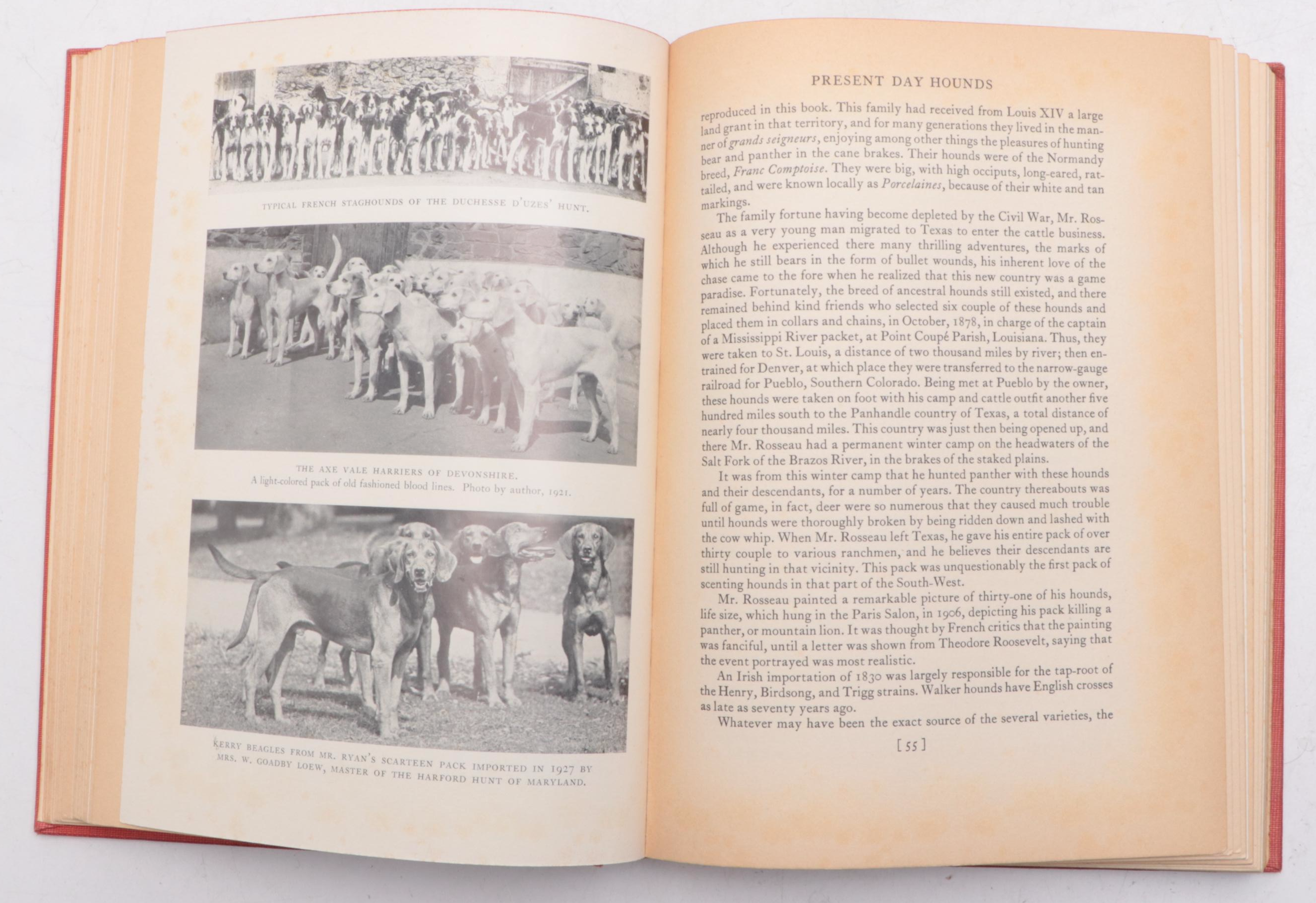 Illustrated "The Foxhound of the Twentieth Century" by Cuthbert Bradley and More