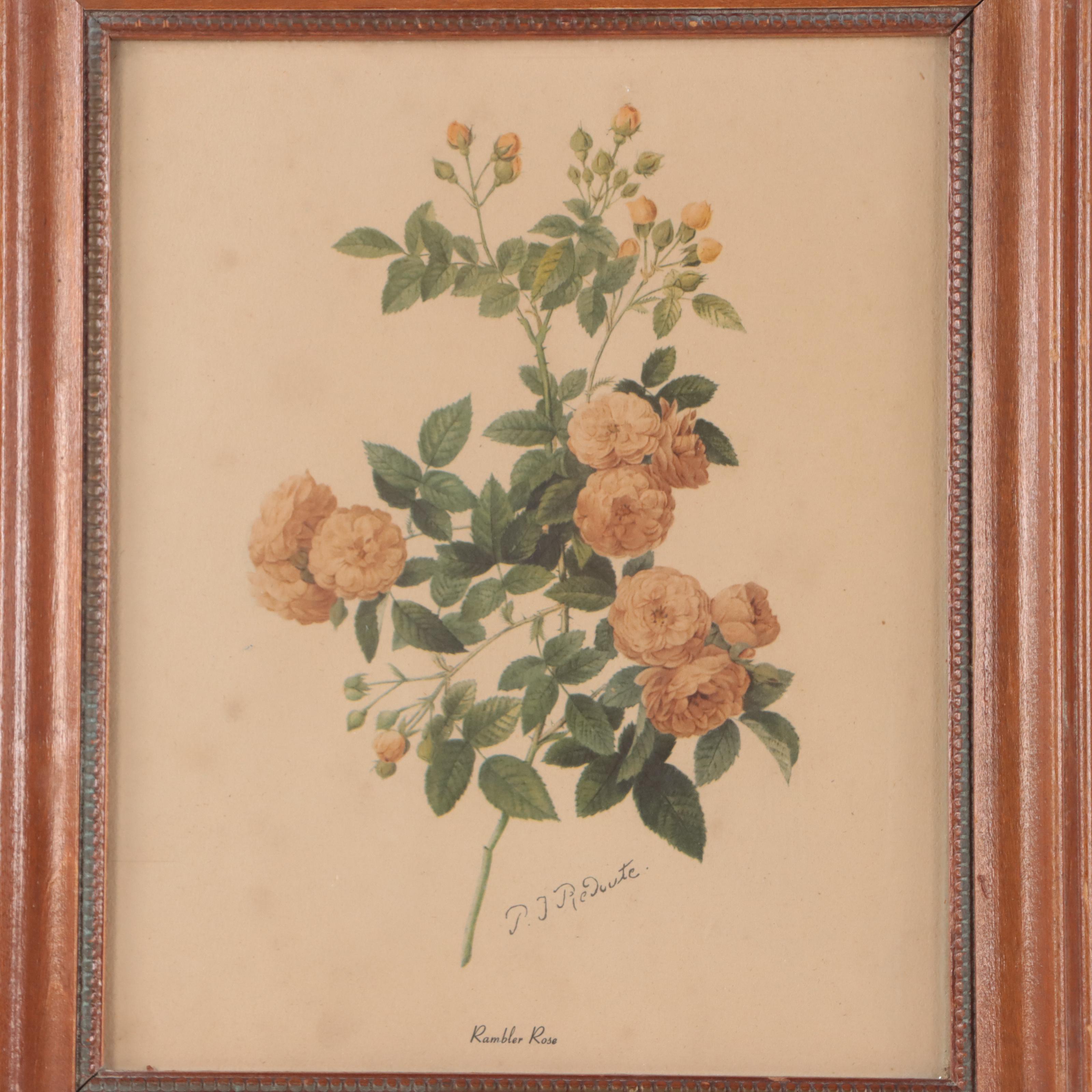 Offset Lithographs After John Gould and Pierre-Joseph Redouté