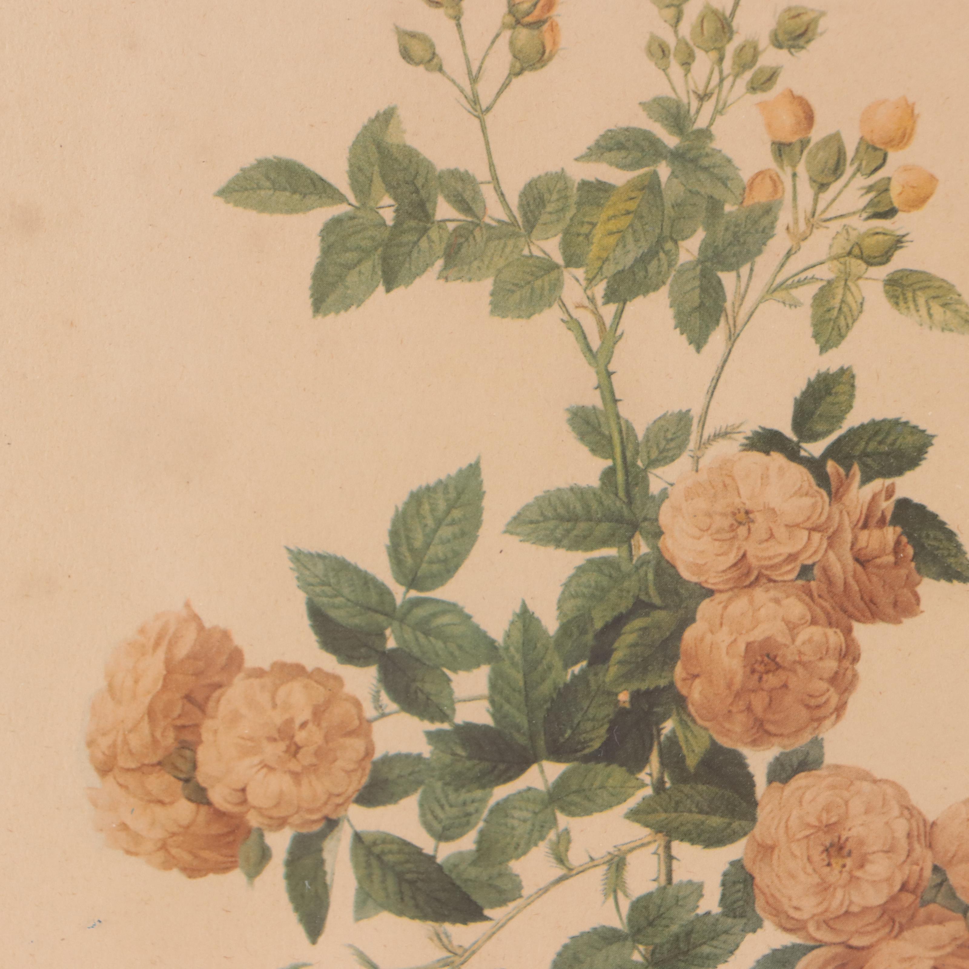 Offset Lithographs After John Gould and Pierre-Joseph Redouté