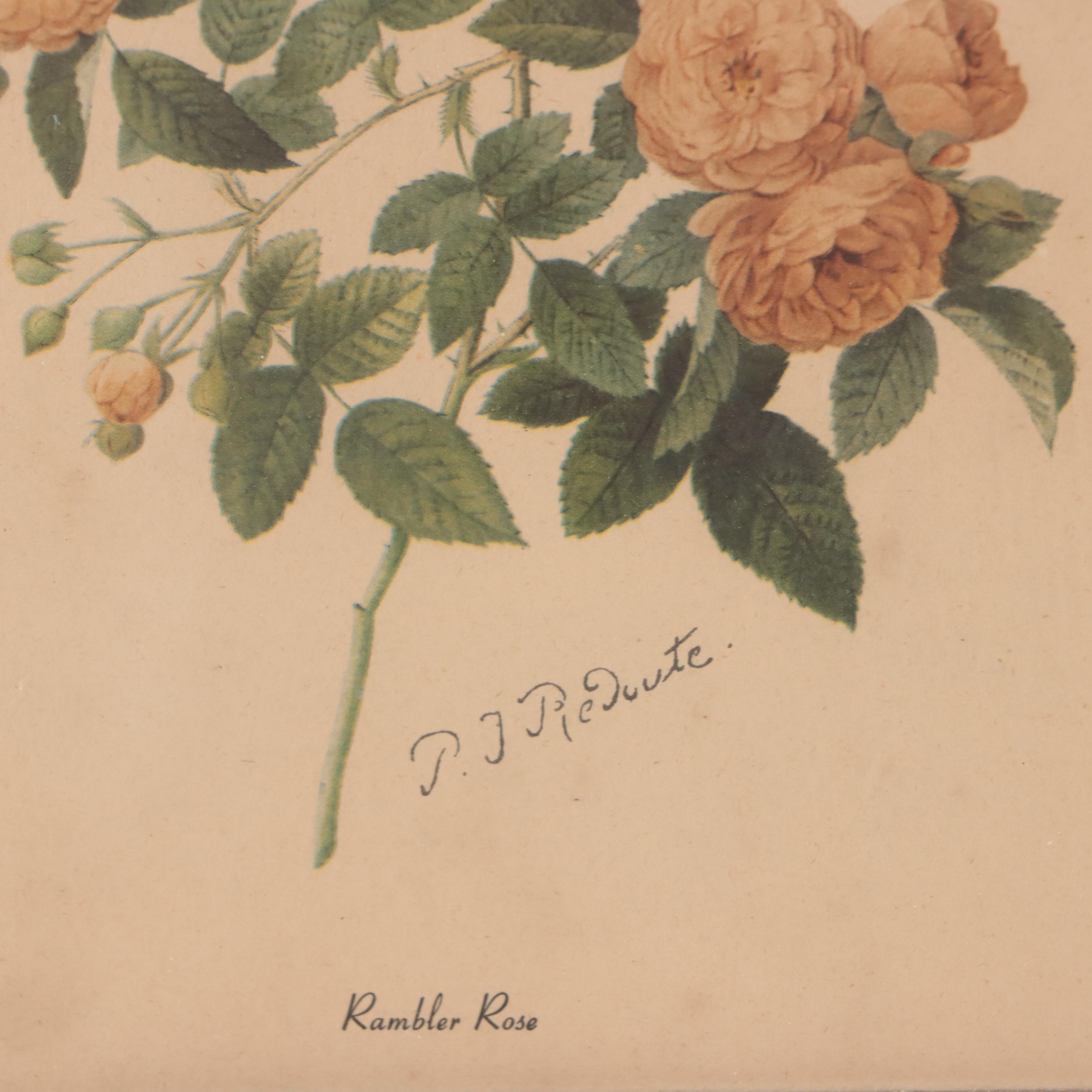 Offset Lithographs After John Gould and Pierre-Joseph Redouté