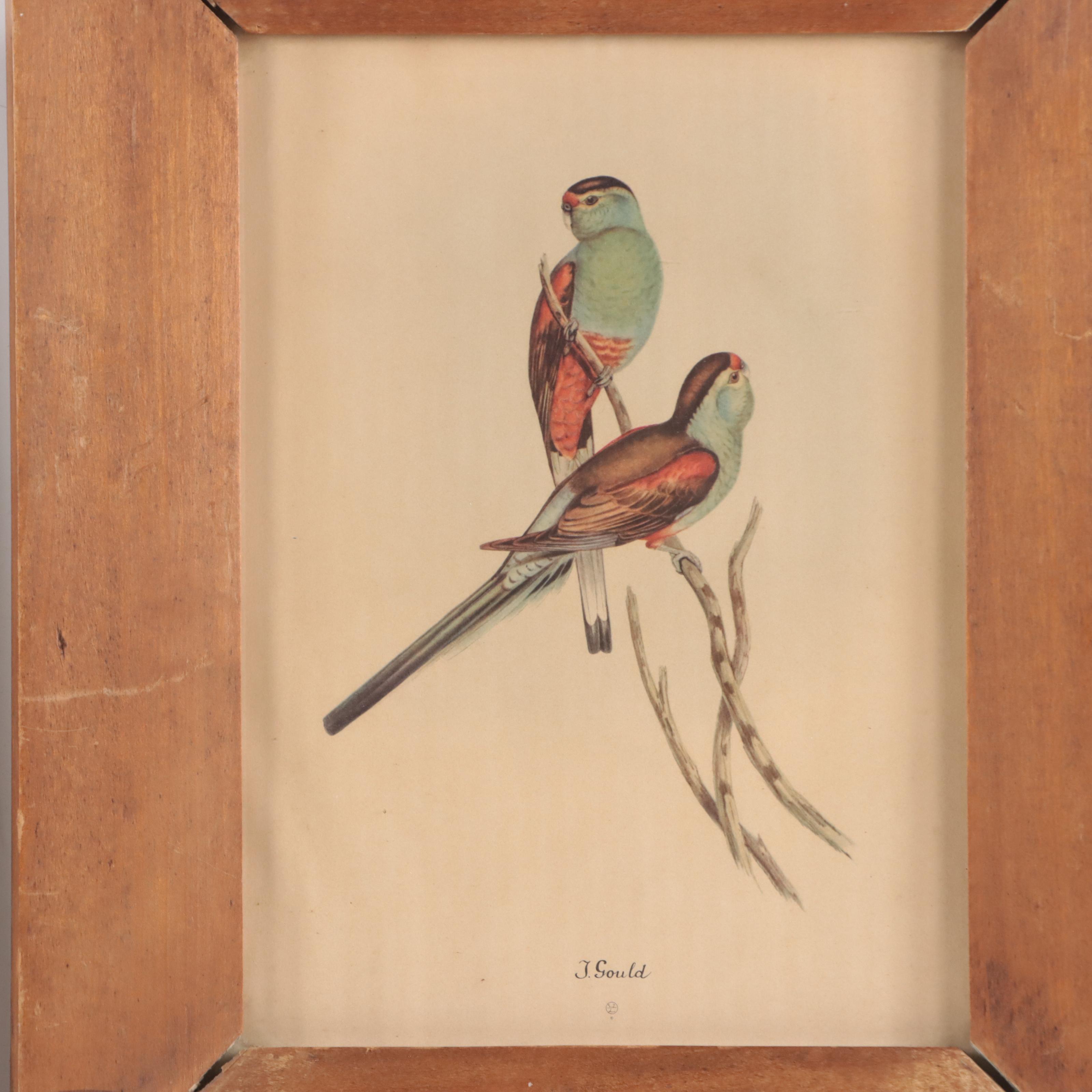 Offset Lithographs After John Gould and Pierre-Joseph Redouté