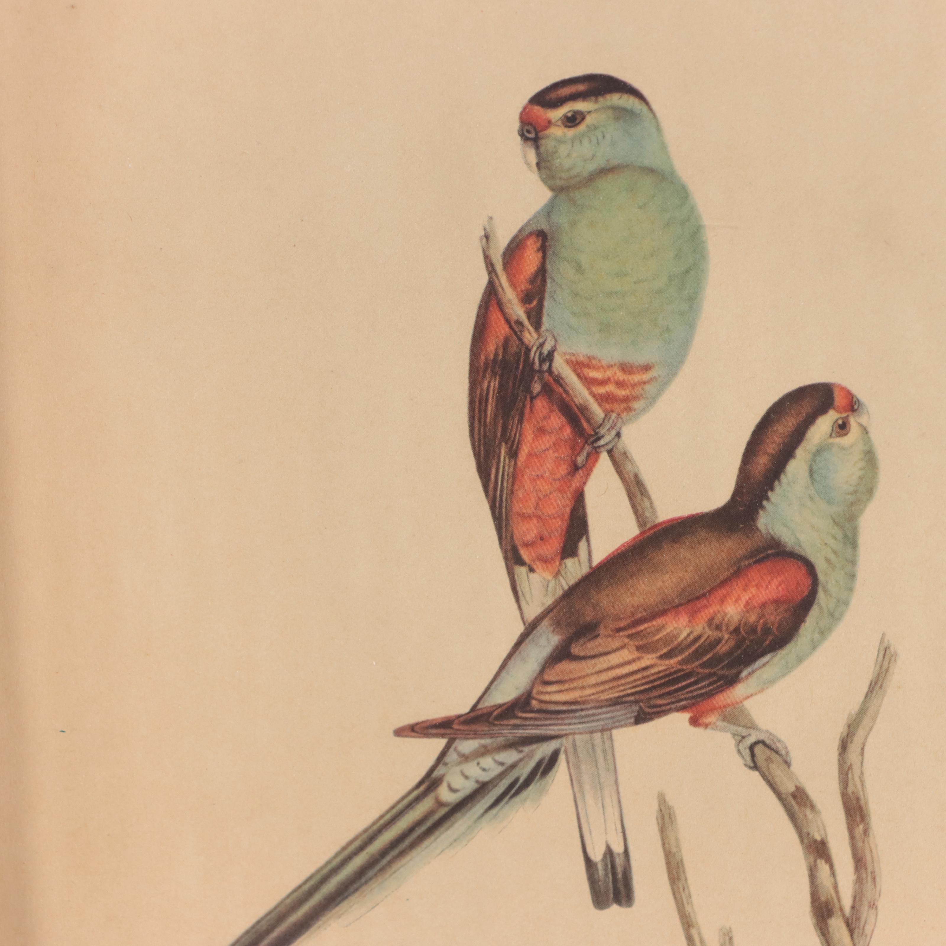 Offset Lithographs After John Gould and Pierre-Joseph Redouté