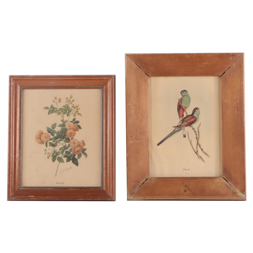 Offset Lithographs After John Gould and Pierre-Joseph Redouté