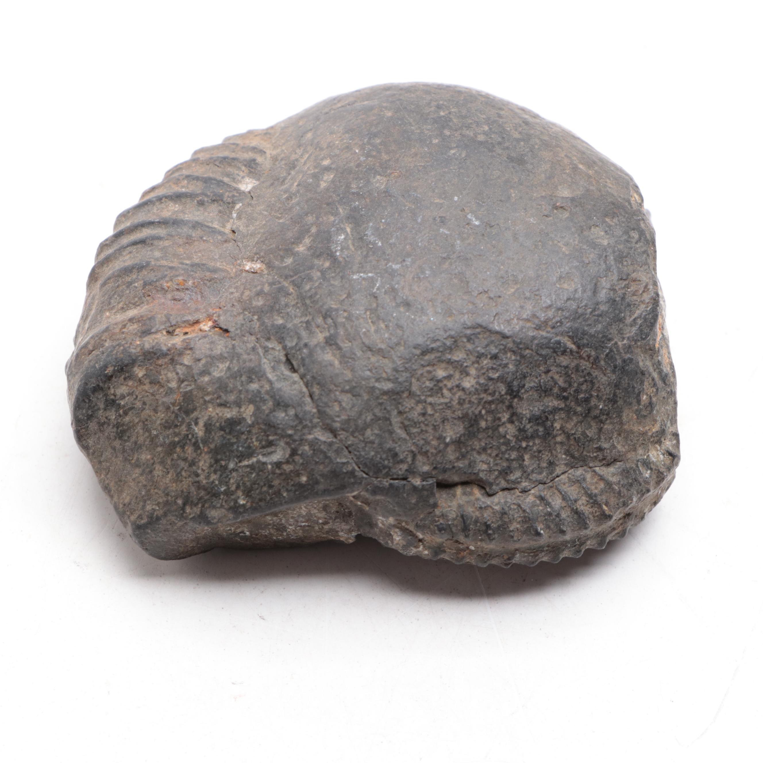 Petrified Wood Specimen With Geodes and Ammonite