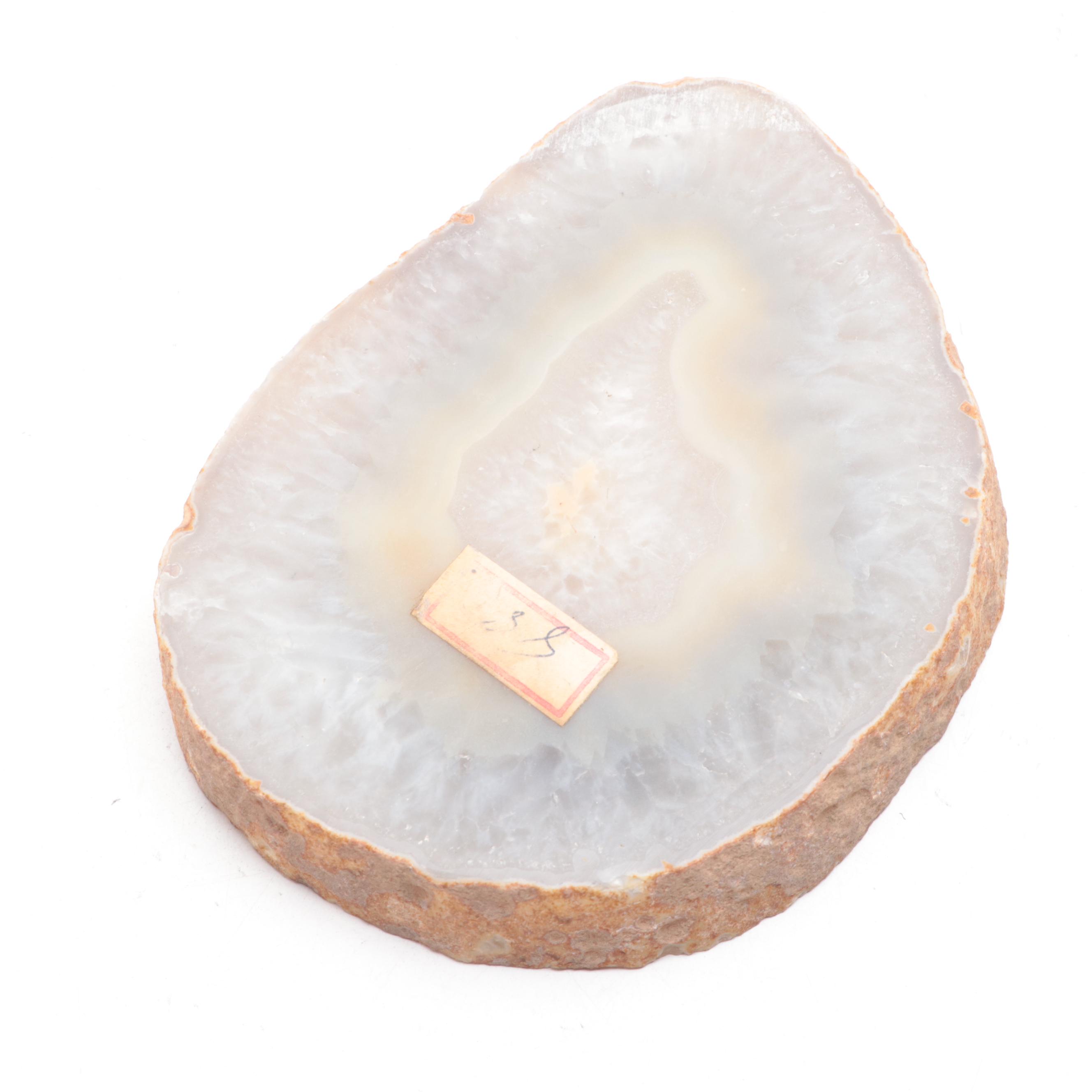 Petrified Wood Specimen With Geodes and Ammonite