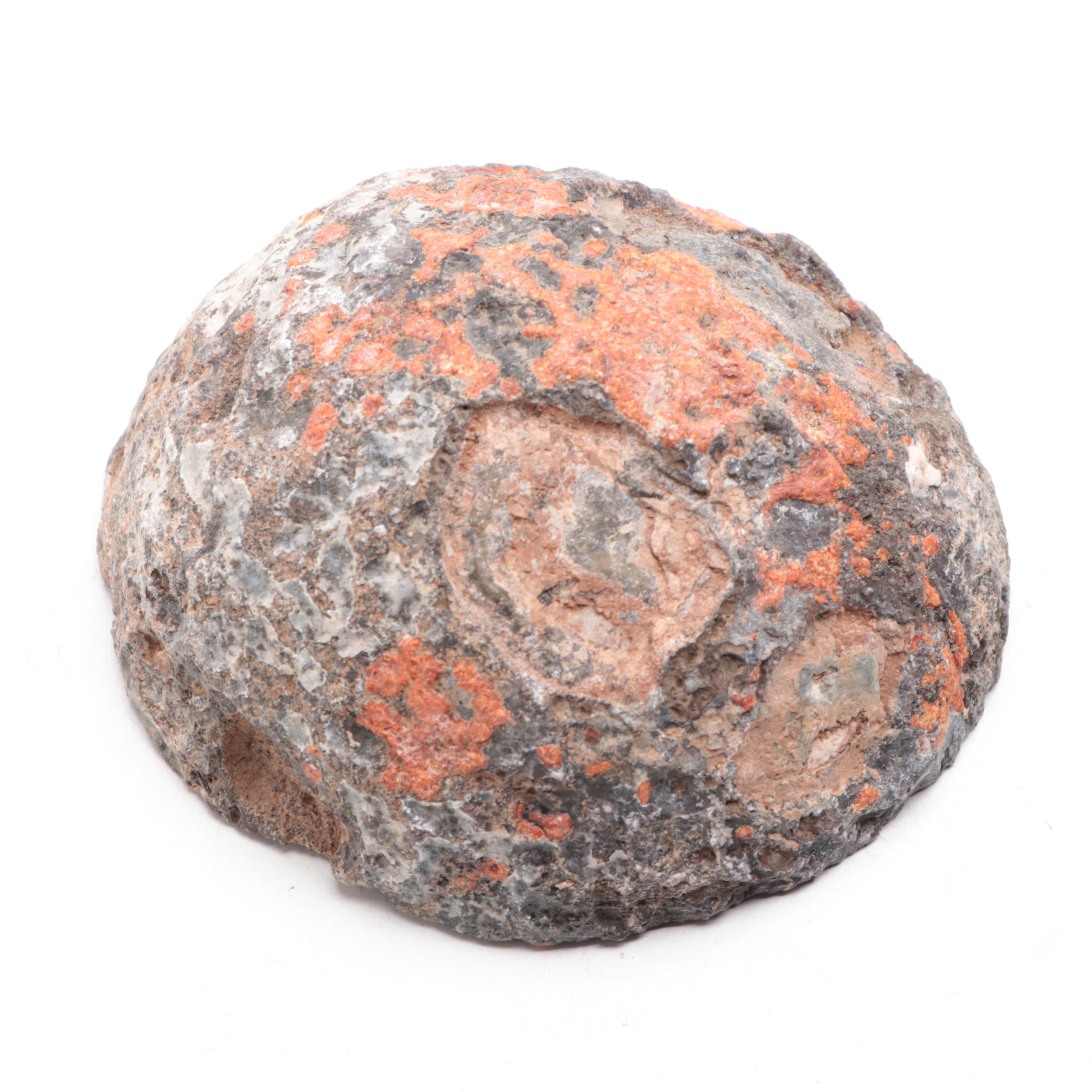 Petrified Wood Specimen With Geodes and Ammonite