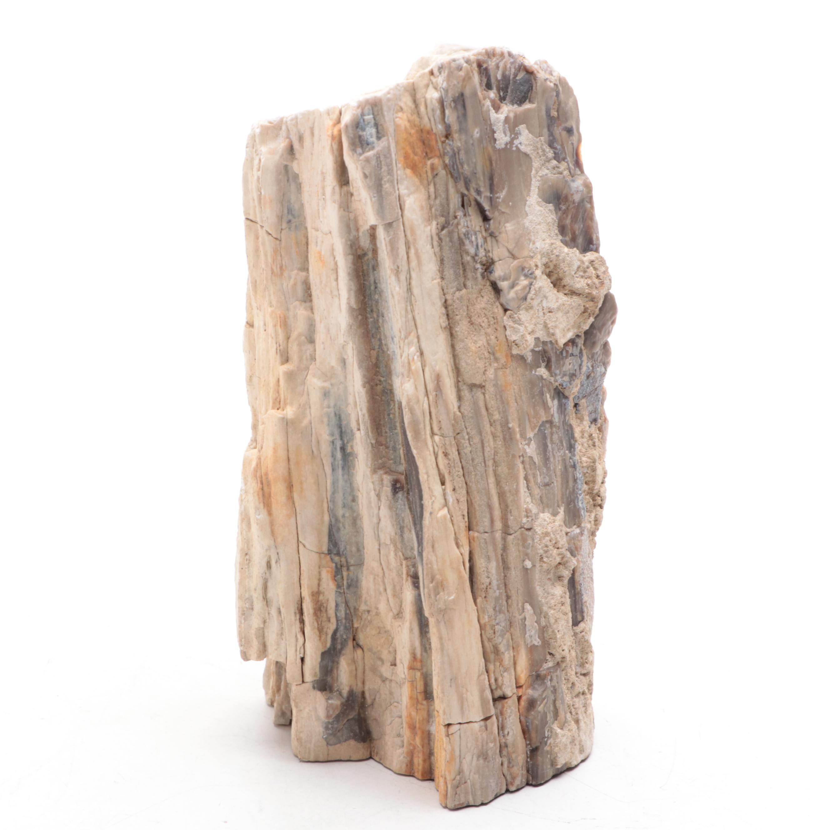 Petrified Wood Specimen With Geodes and Ammonite