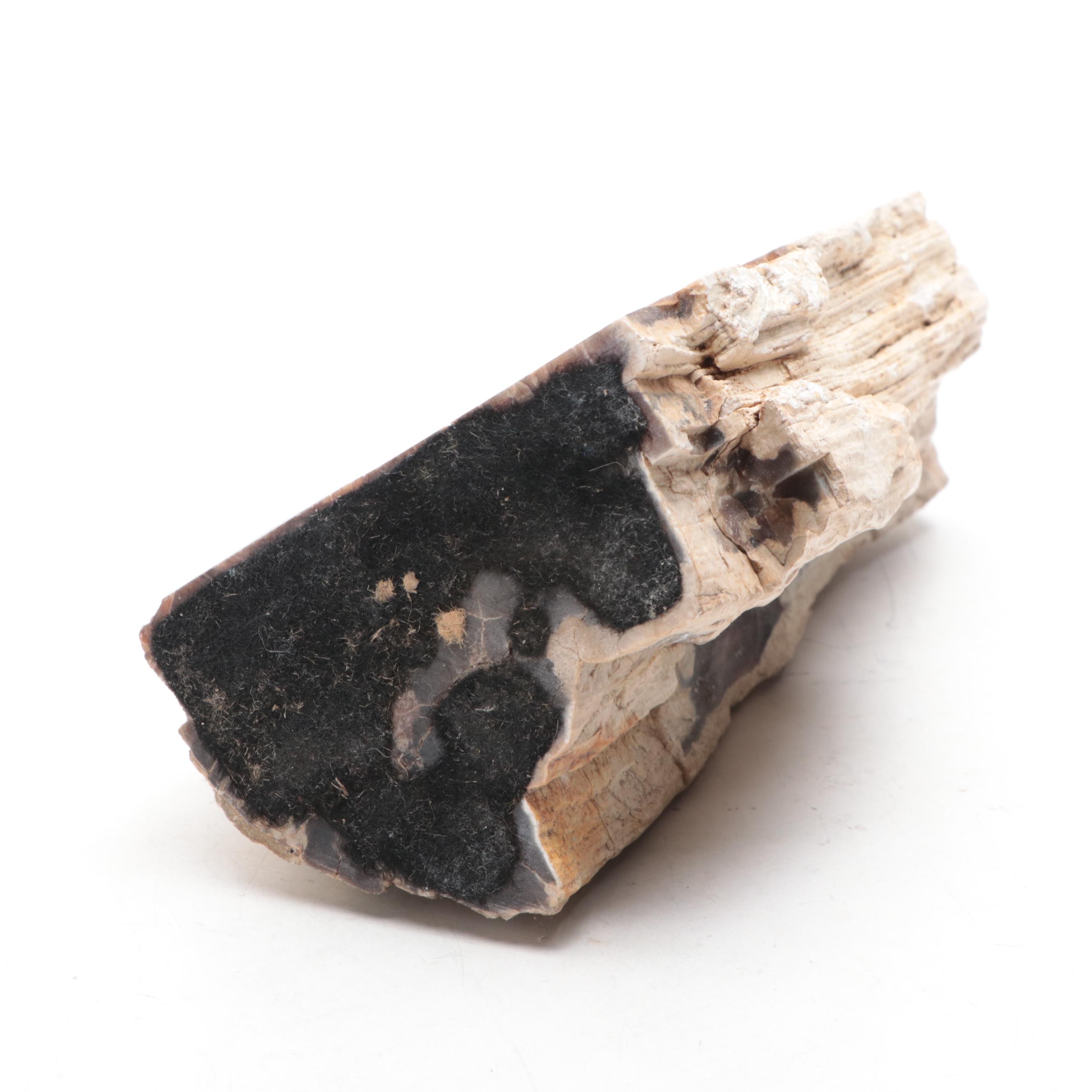 Petrified Wood Specimen With Geodes and Ammonite