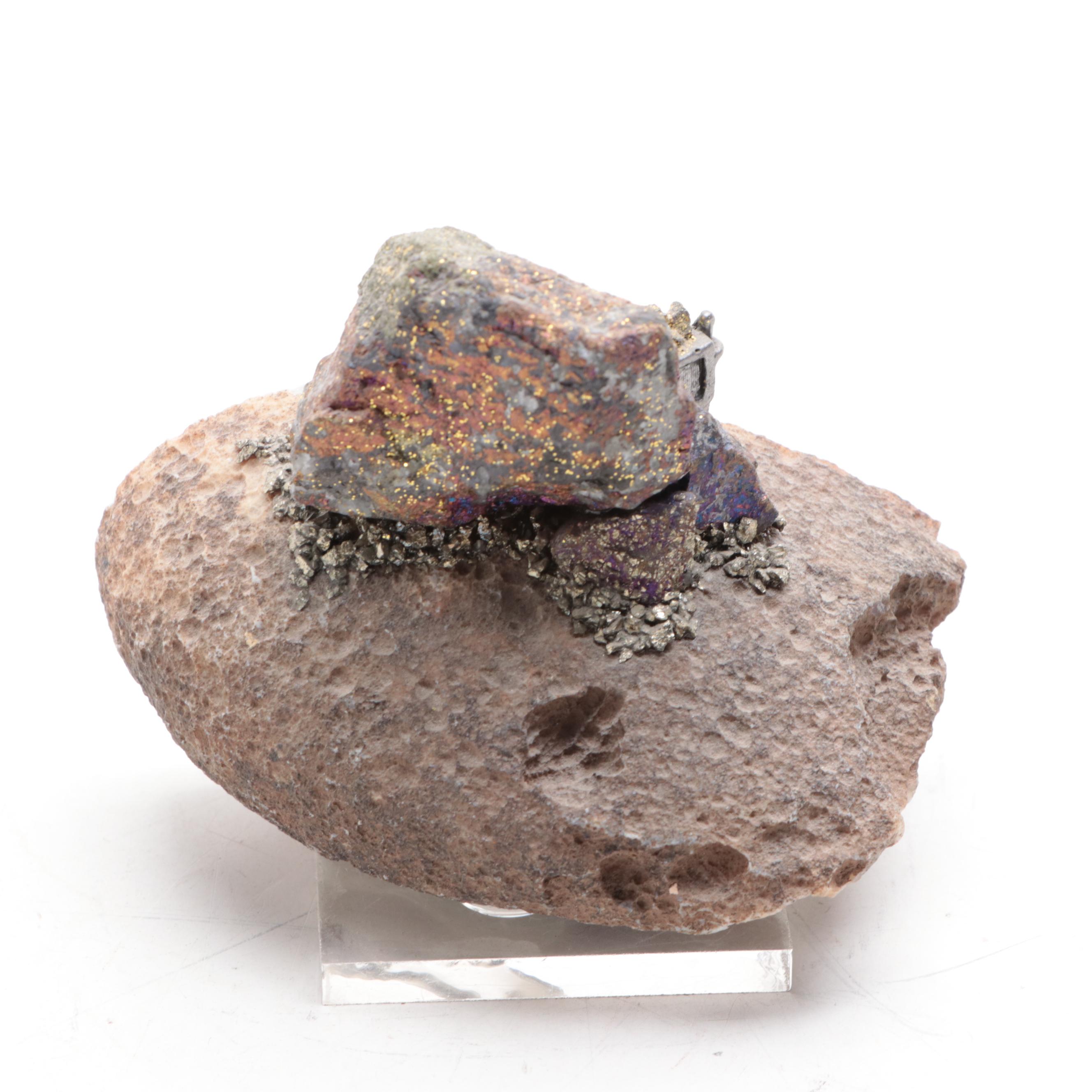 Petrified Wood Specimen With Geodes and Ammonite