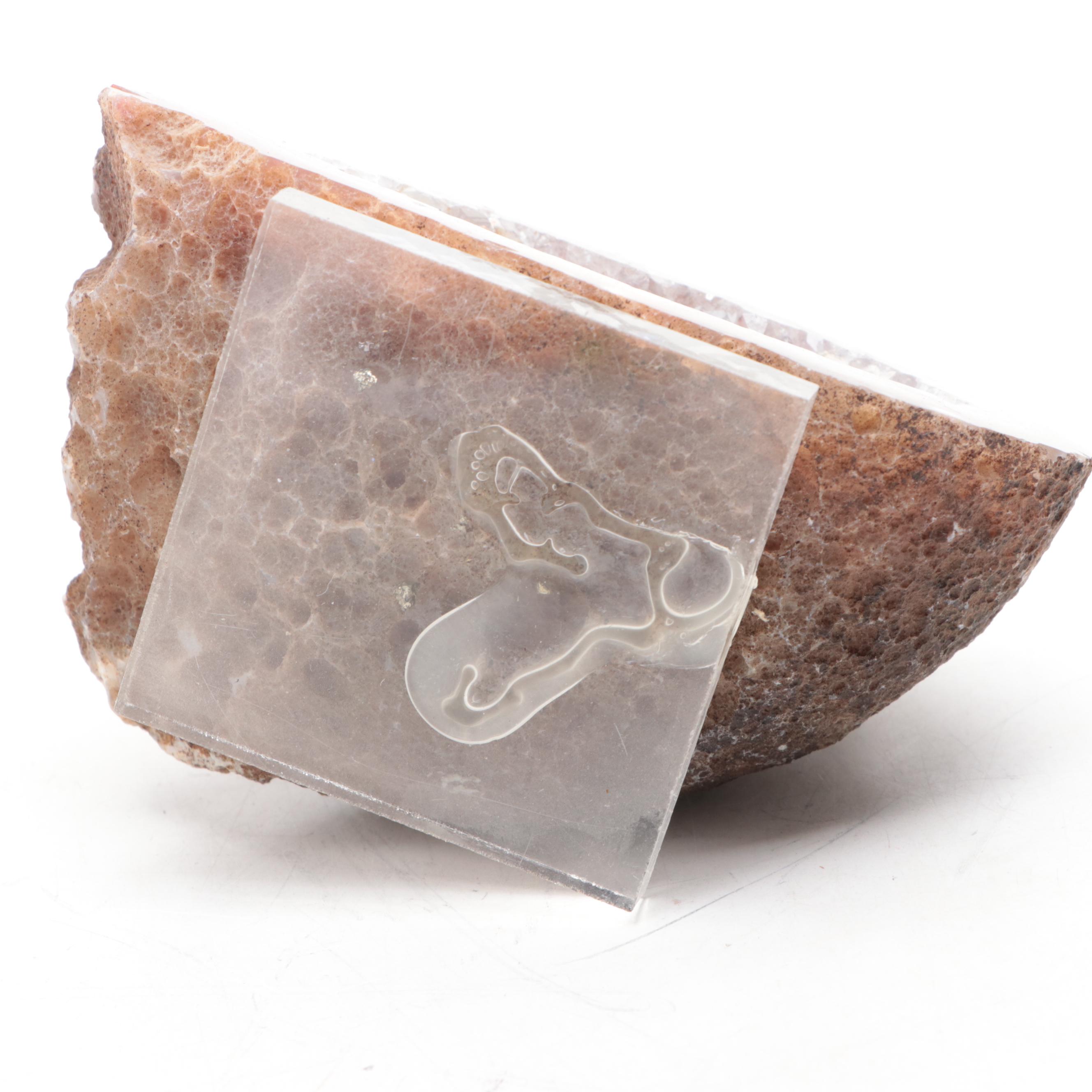 Petrified Wood Specimen With Geodes and Ammonite