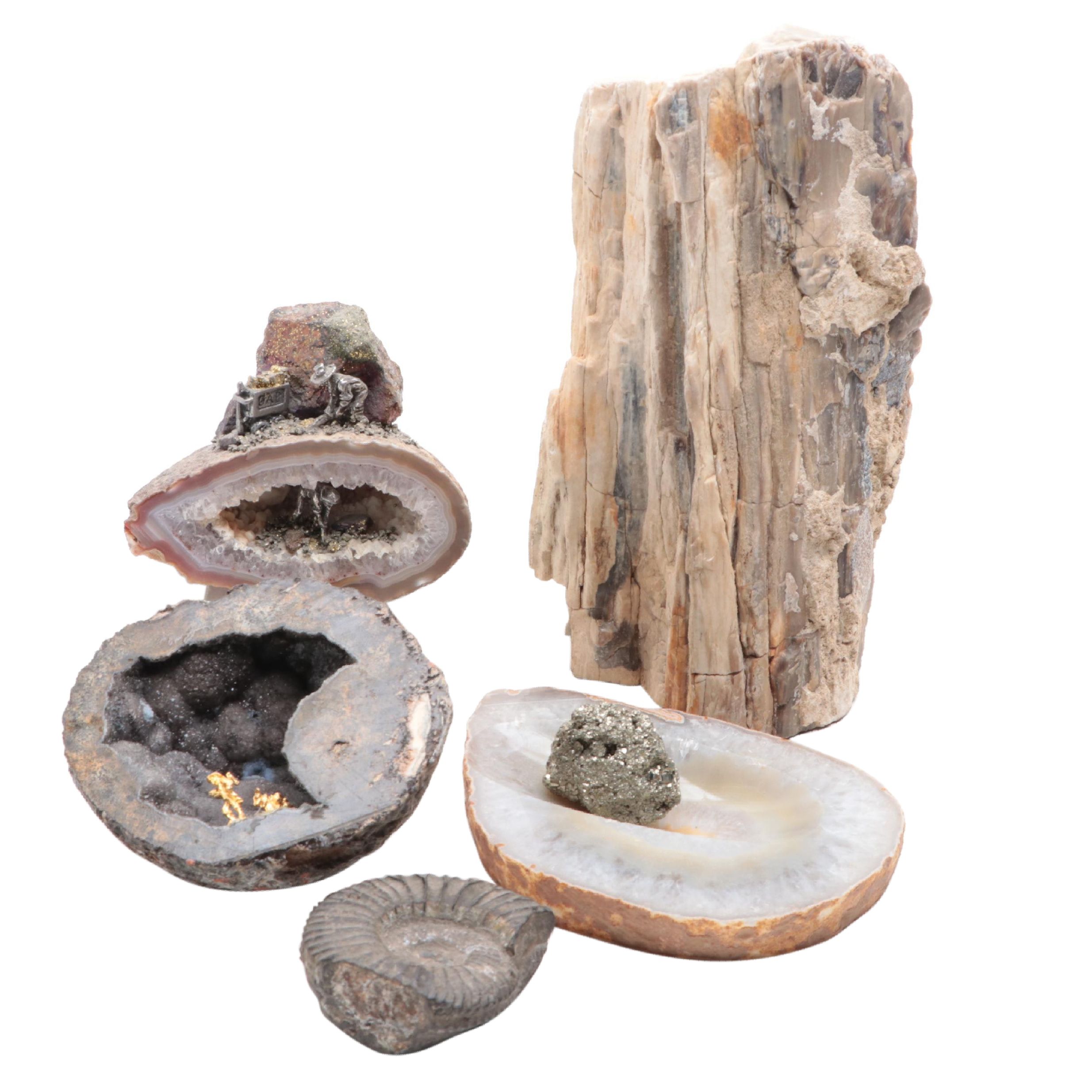 Petrified Wood Specimen With Geodes and Ammonite