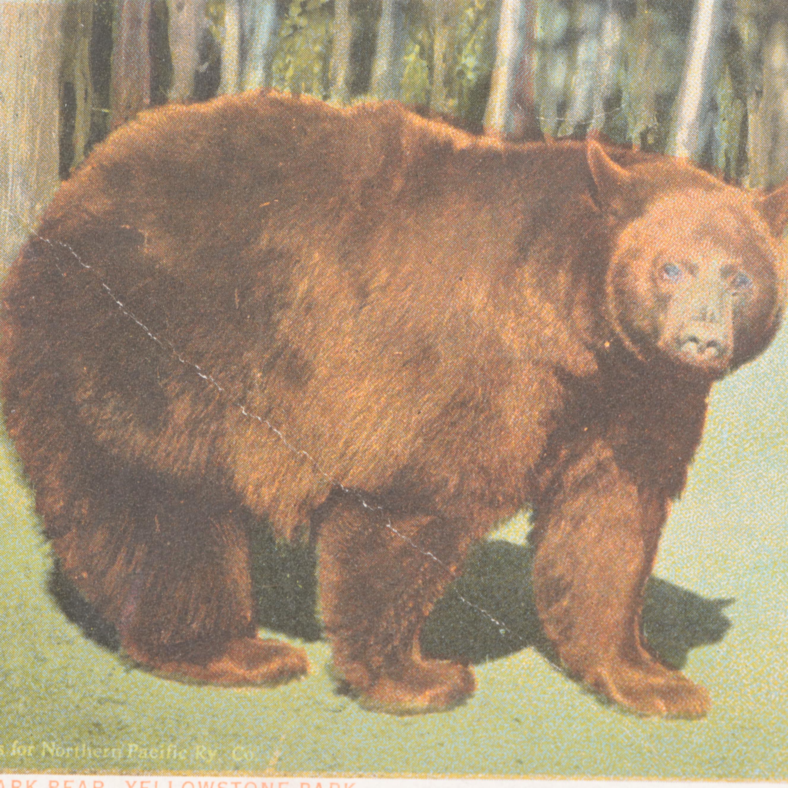 Bloom Brothers and Haynes Studio Yellowstone National Park Postcards