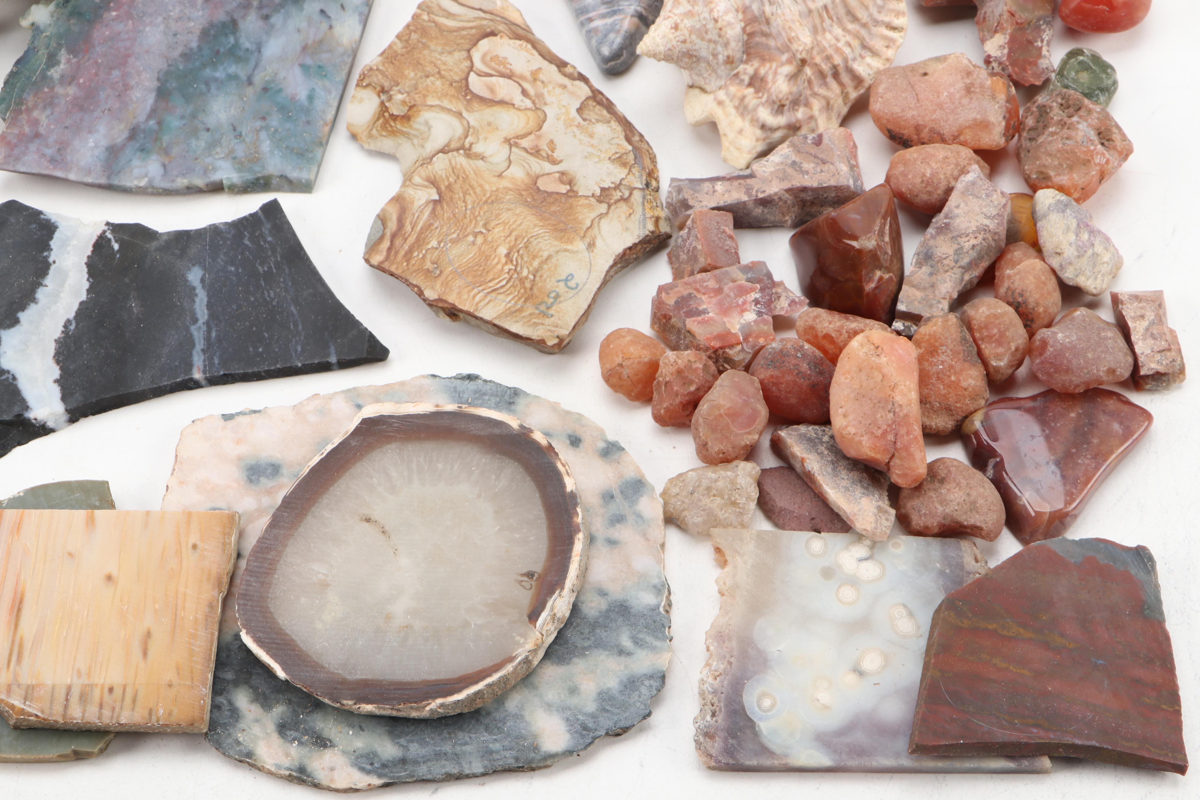 Agatized Wood, Petrified Wood, Geode, Amethyst, Quartz and Other Specimens