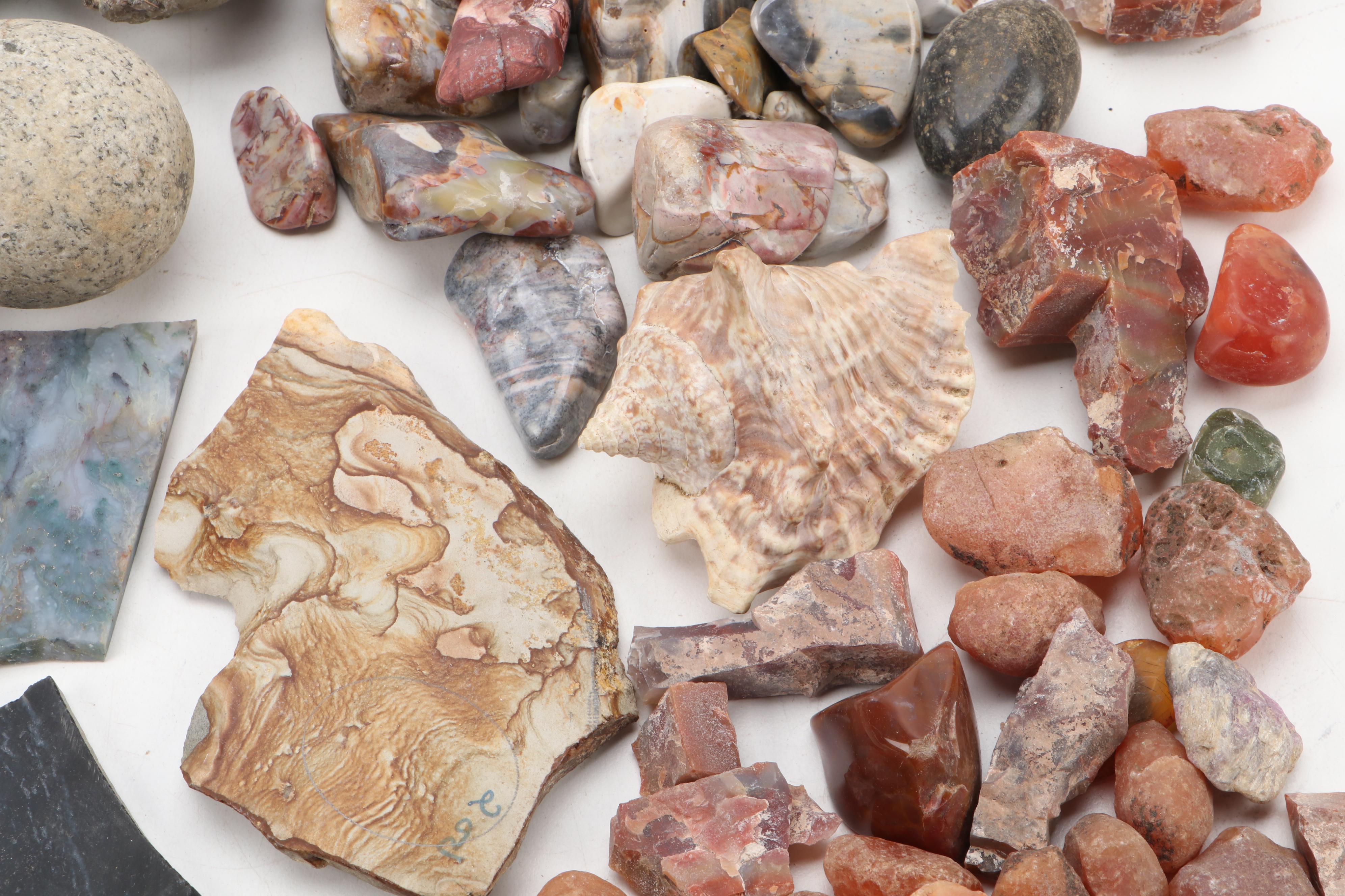 Agatized Wood, Petrified Wood, Geode, Amethyst, Quartz and Other Specimens