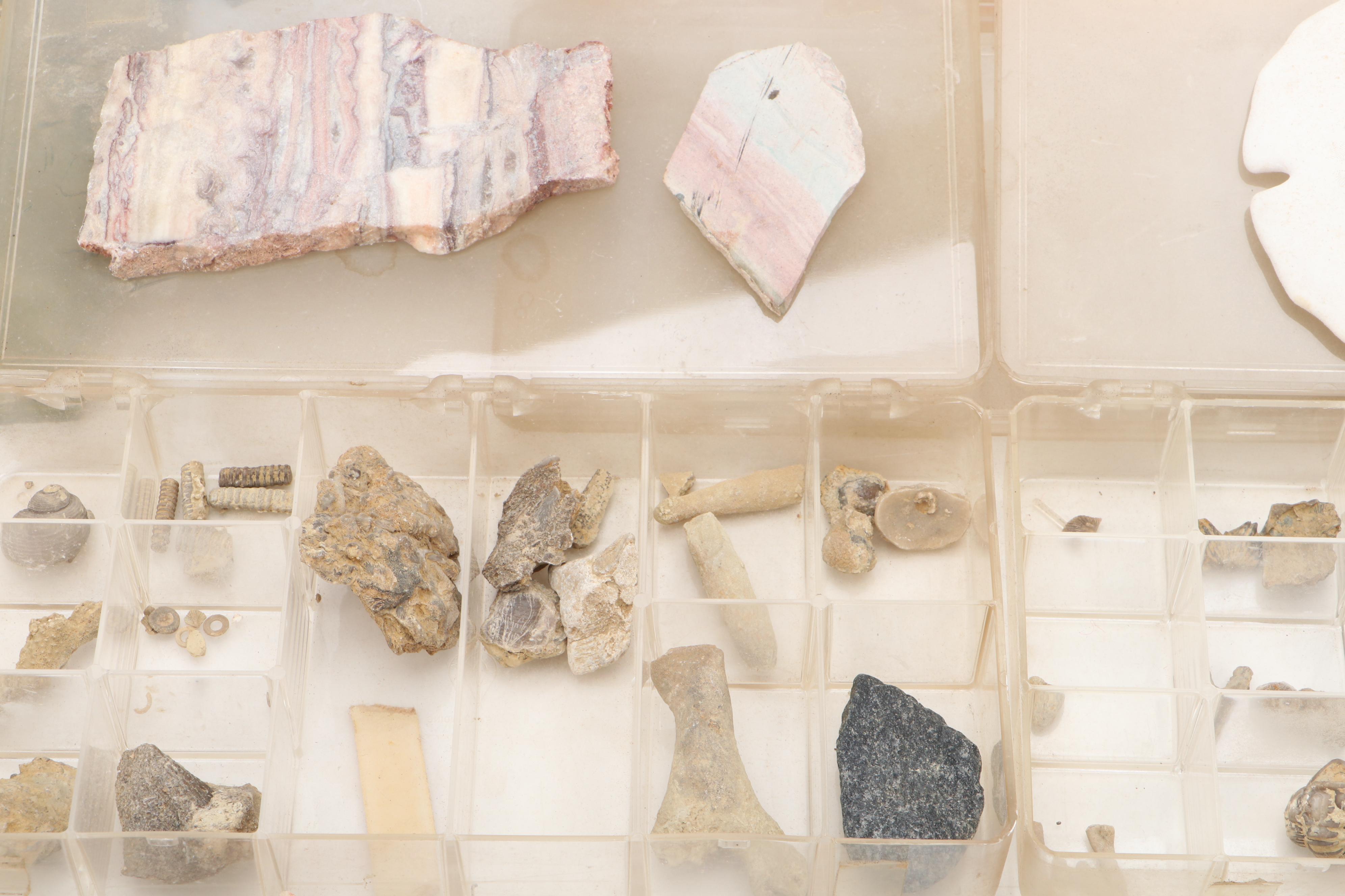 Agatized Wood, Petrified Wood, Geode, Amethyst, Quartz and Other Specimens