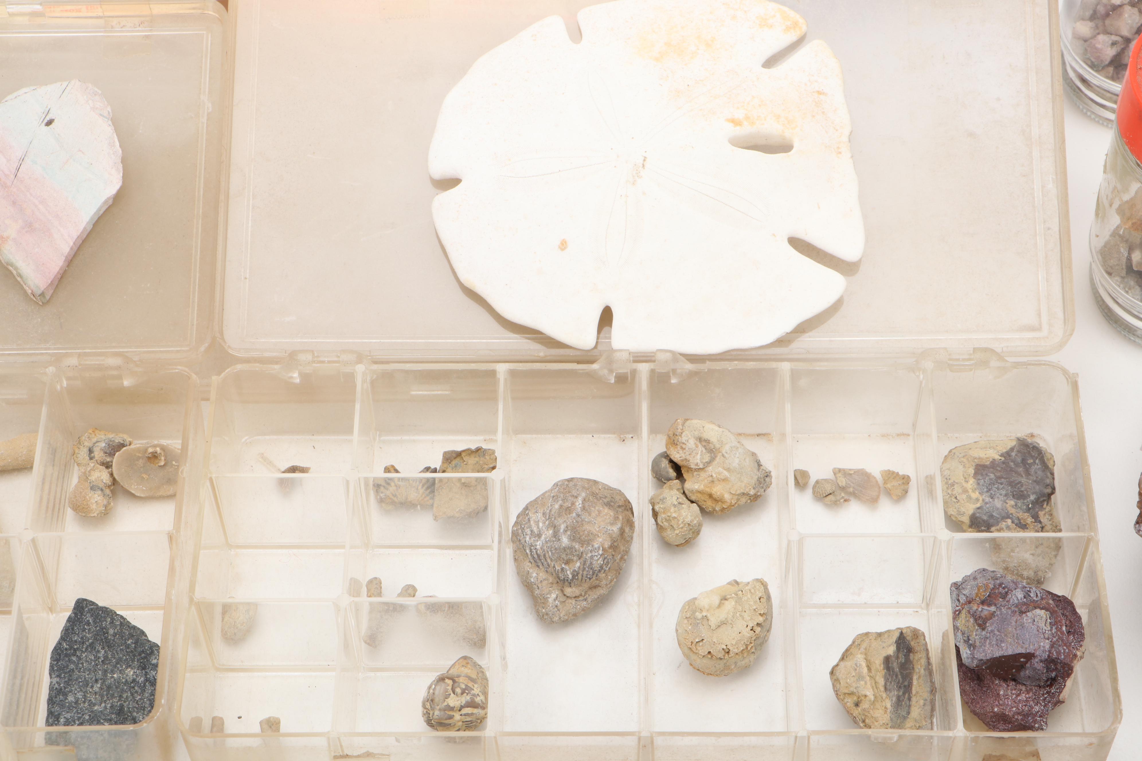 Agatized Wood, Petrified Wood, Geode, Amethyst, Quartz and Other Specimens