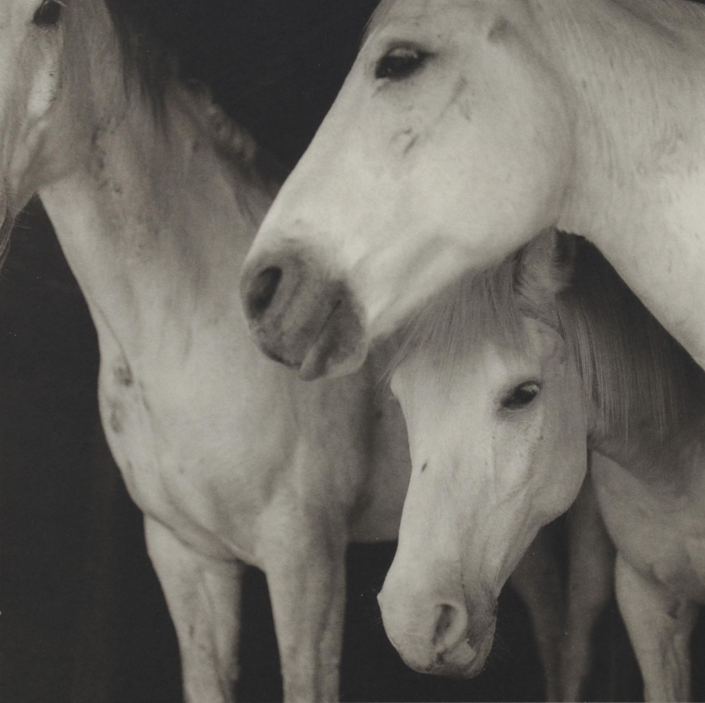 Keith Carter Photogravure "Caballos Blancos" for "21st Editions," 1998