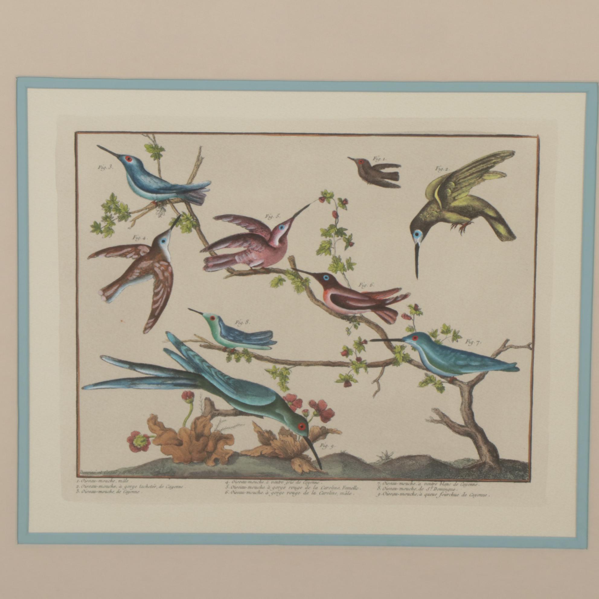 Ornithological Hand-Colored Lithographs After François-Nicolas Martinet