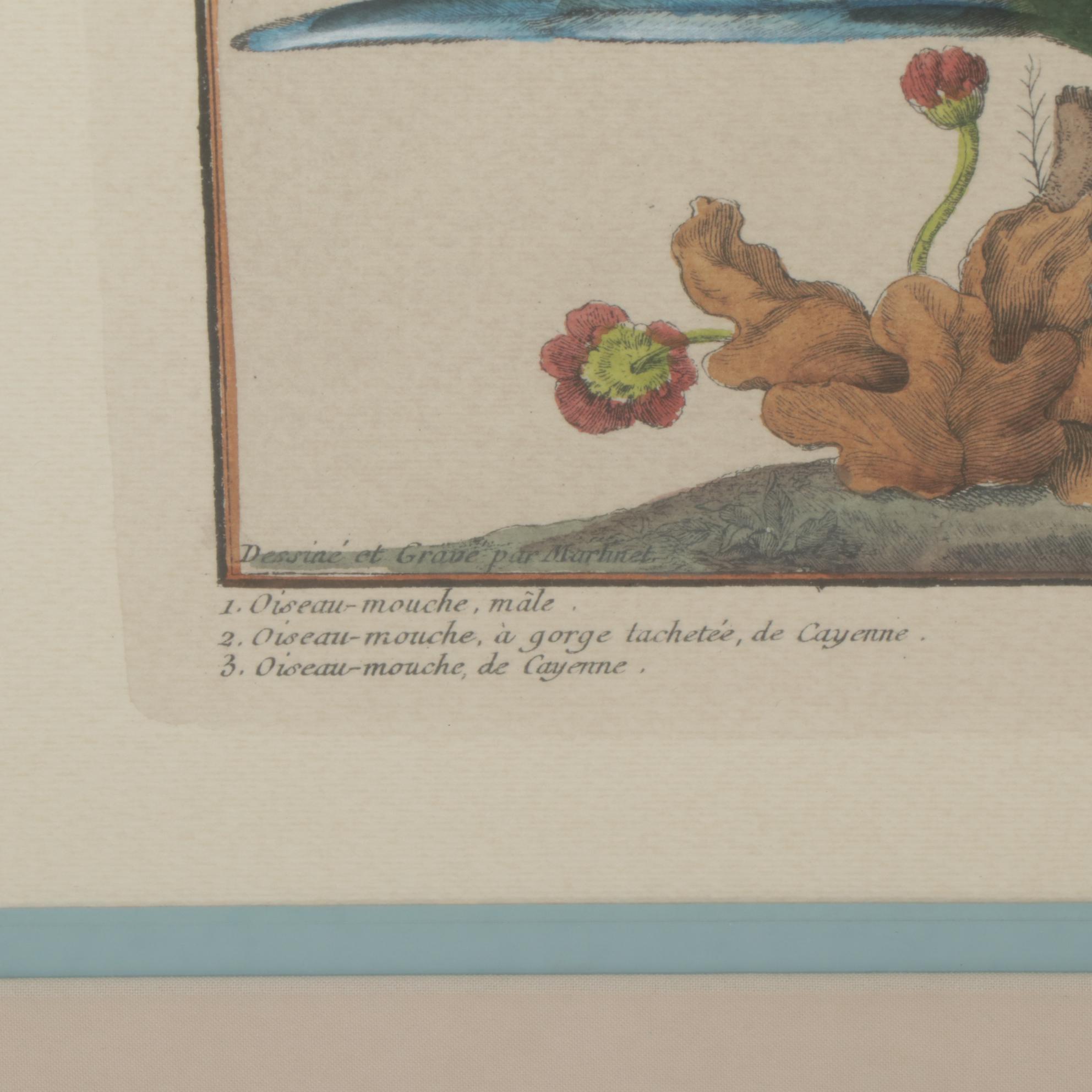 Ornithological Hand-Colored Lithographs After François-Nicolas Martinet