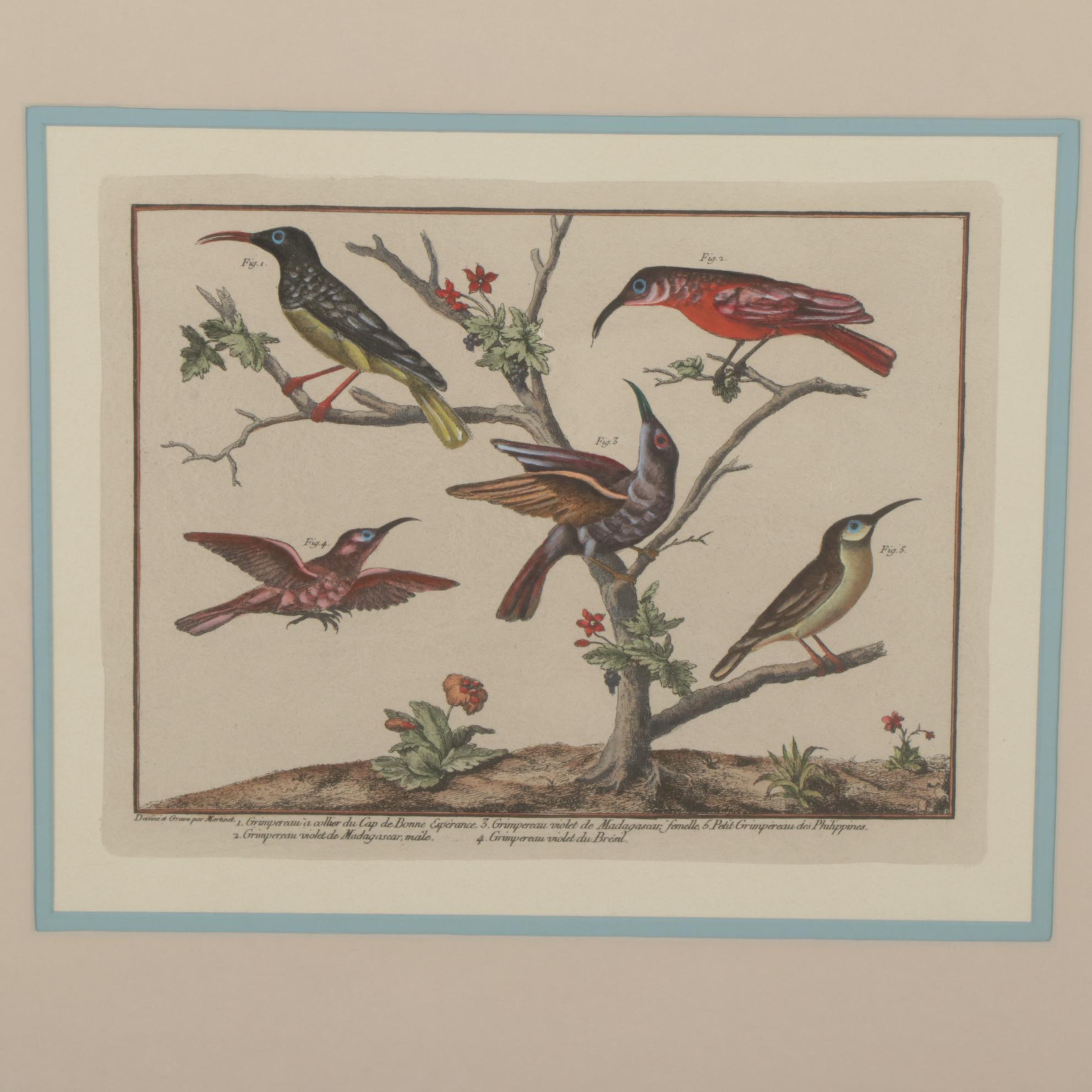 Ornithological Hand-Colored Lithographs After François-Nicolas Martinet