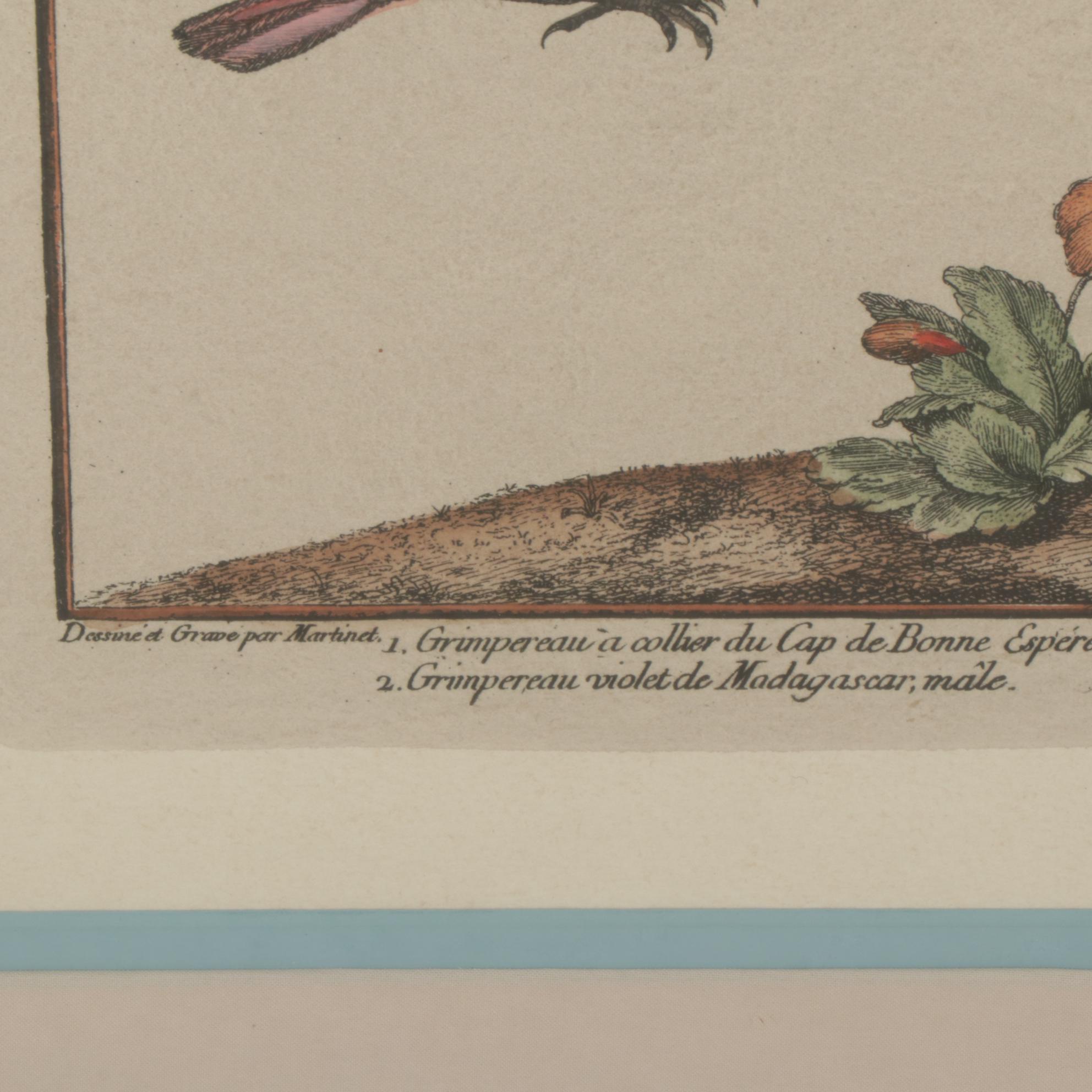 Ornithological Hand-Colored Lithographs After François-Nicolas Martinet