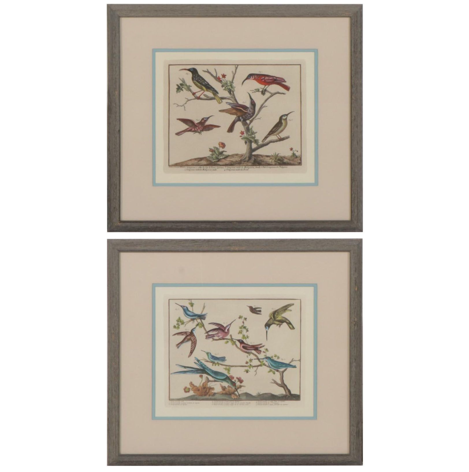 Ornithological Hand-Colored Lithographs After François-Nicolas Martinet