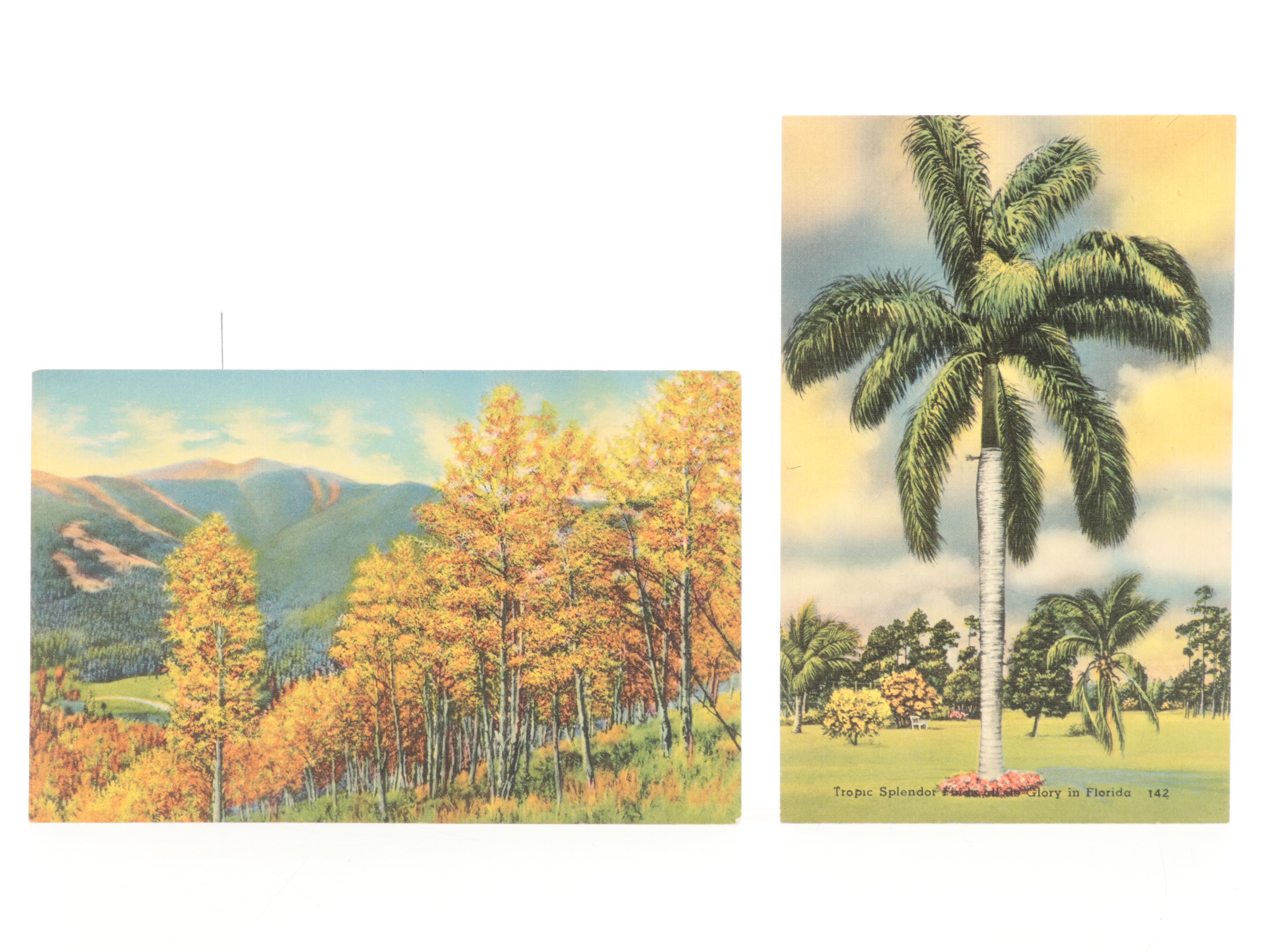 Curteich, Tichnor Bros, and More Souvenir Postcards, Mid-20th Century