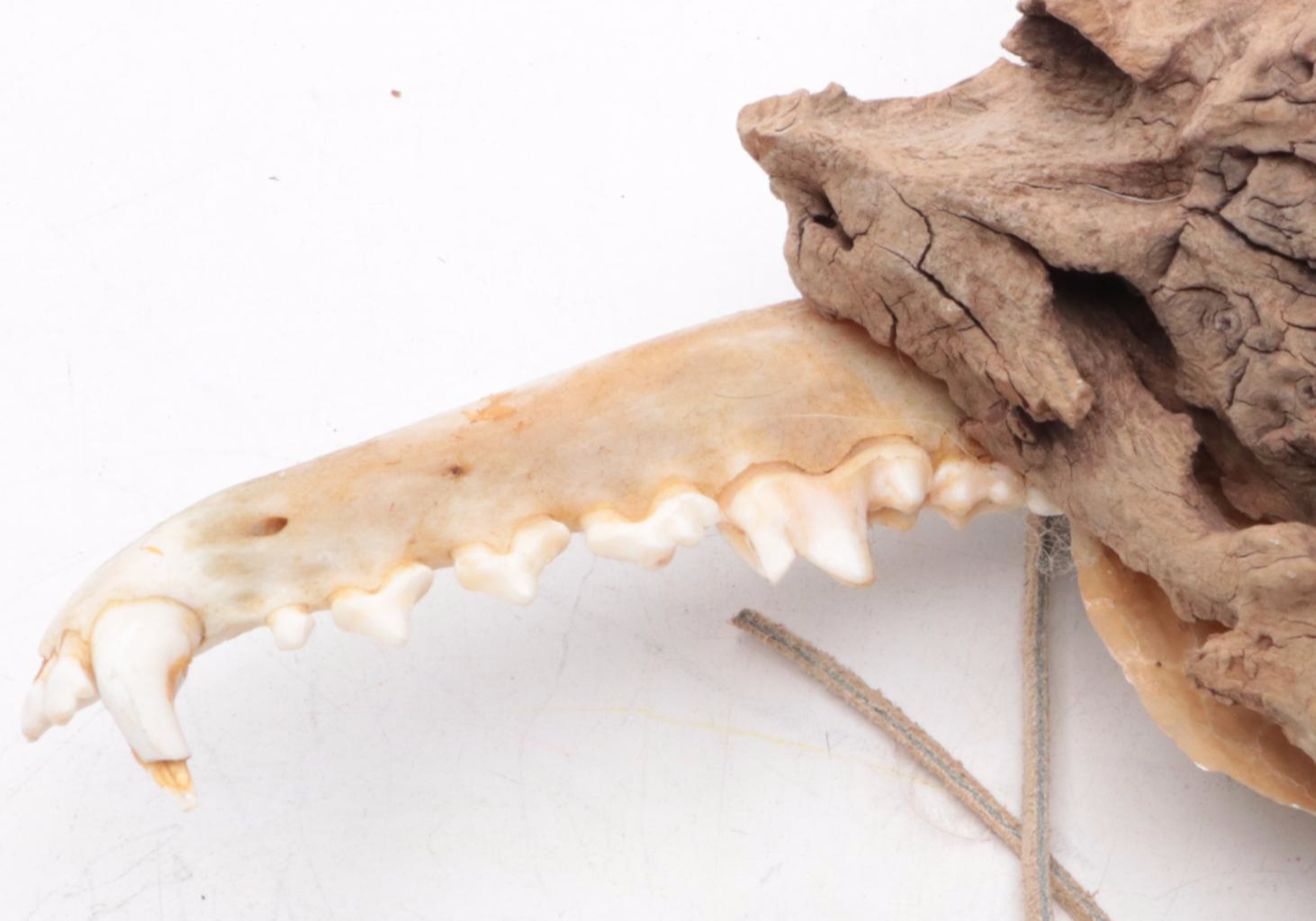 Native American Style Ceremonial Sticks and Club