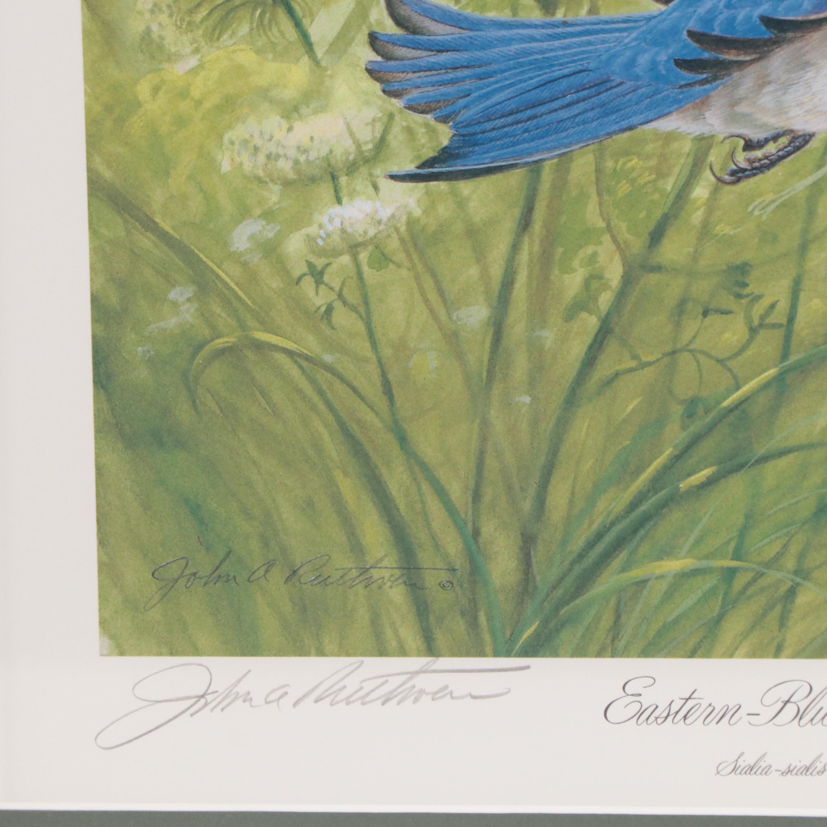 John Ruthven Offset Lithograph "Eastern Bluebird"