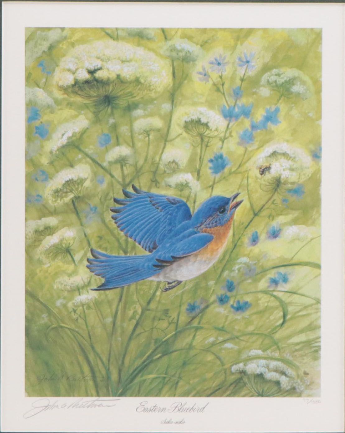 John Ruthven Offset Lithograph "Eastern Bluebird"