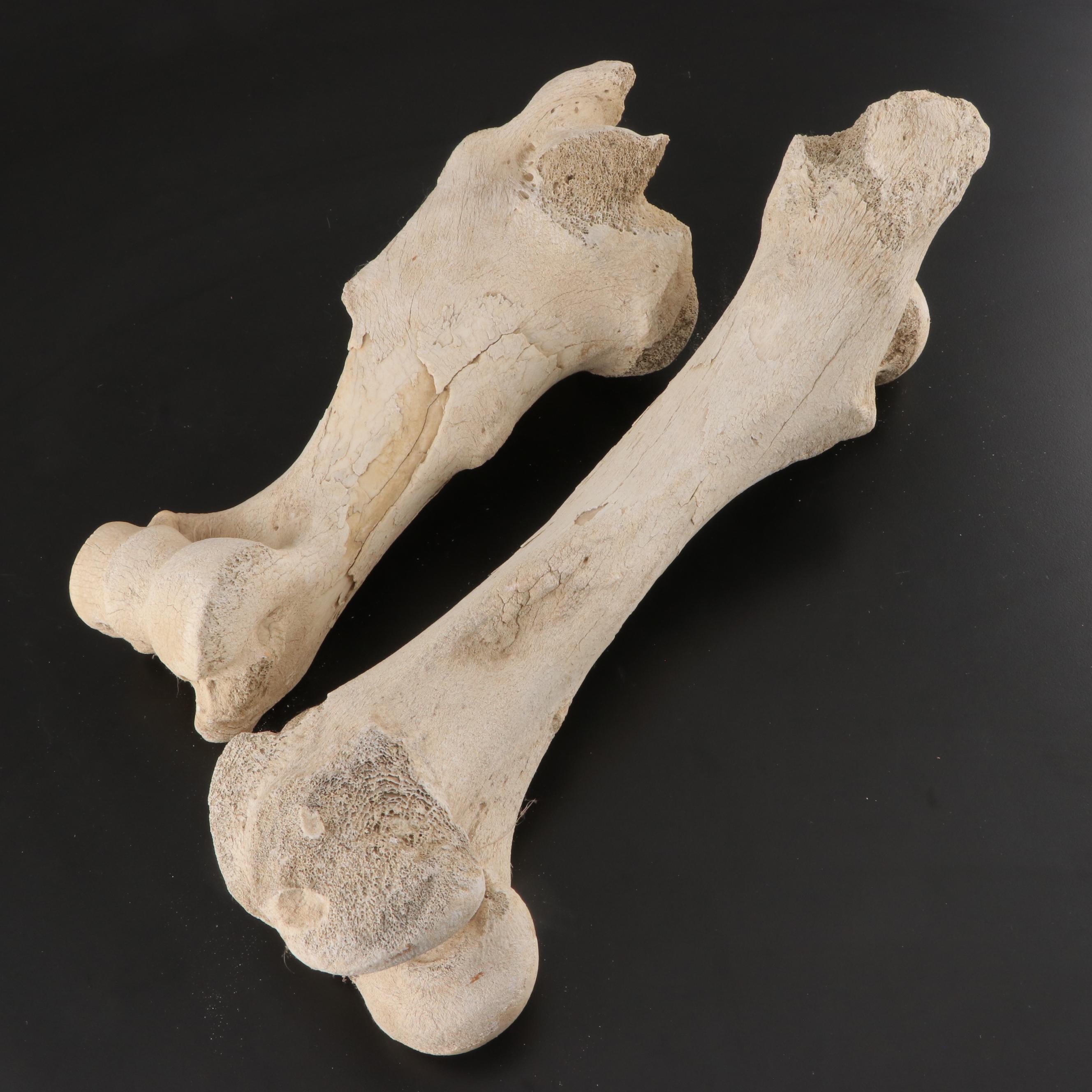 Partial Fossil Long Bones
