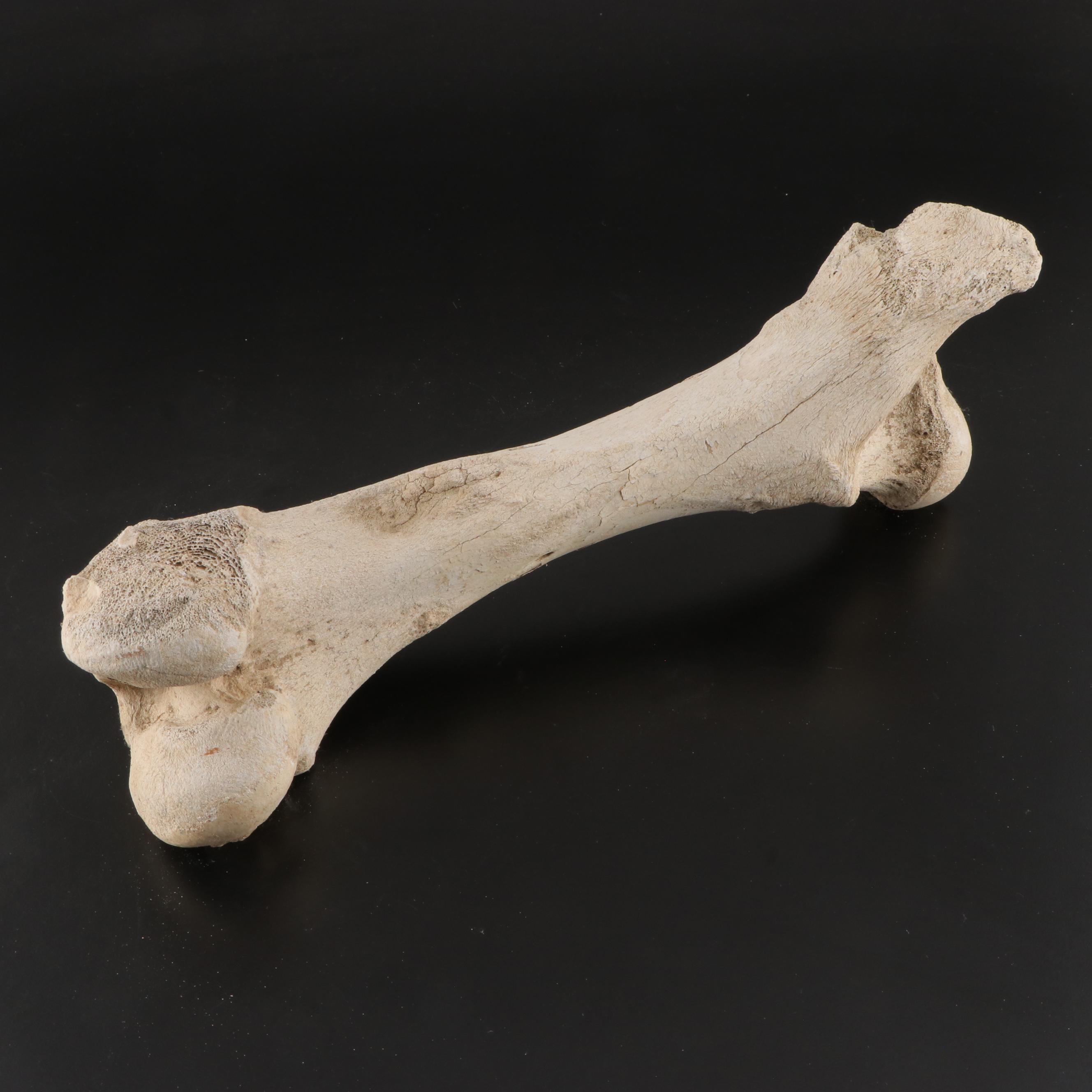 Partial Fossil Long Bones