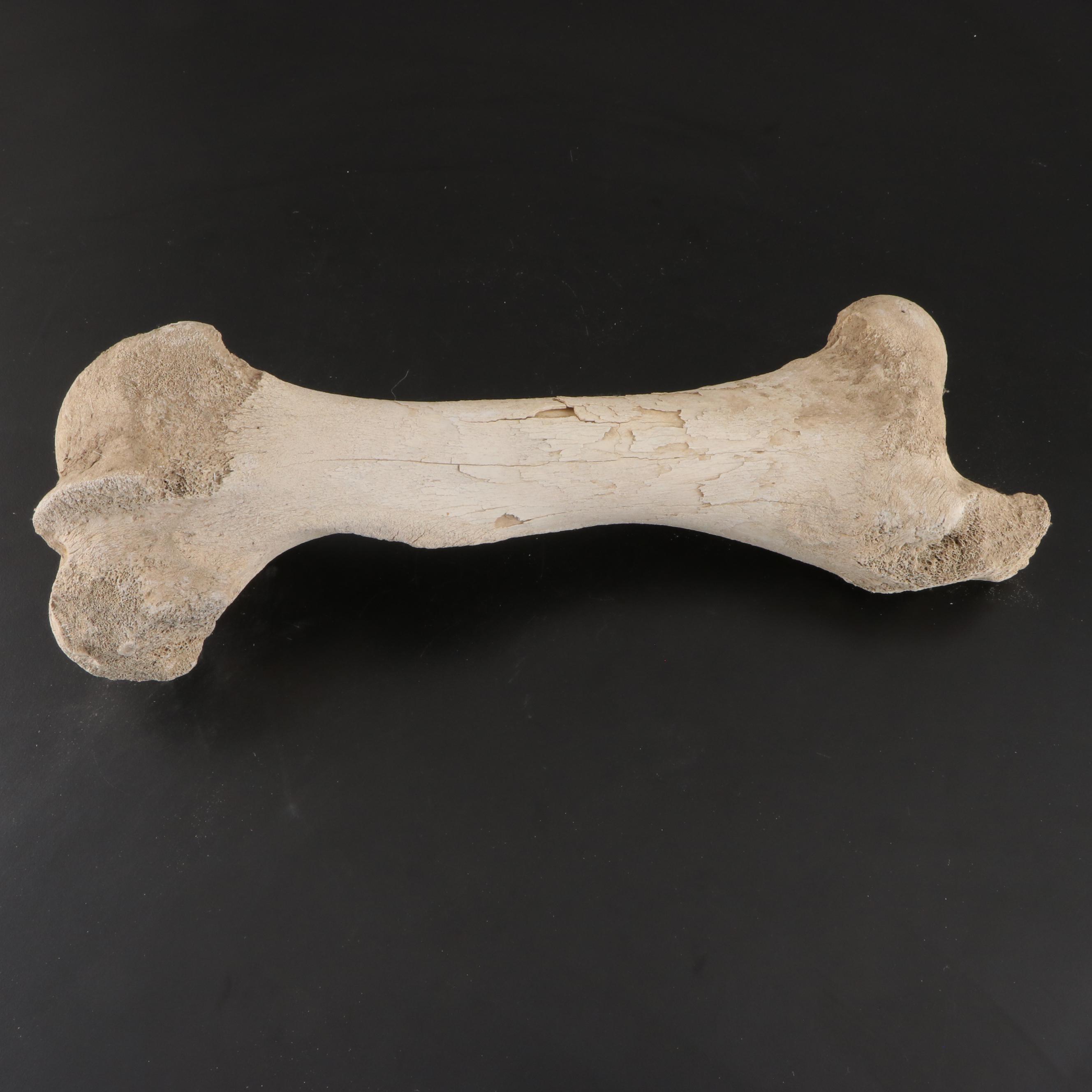 Partial Fossil Long Bones