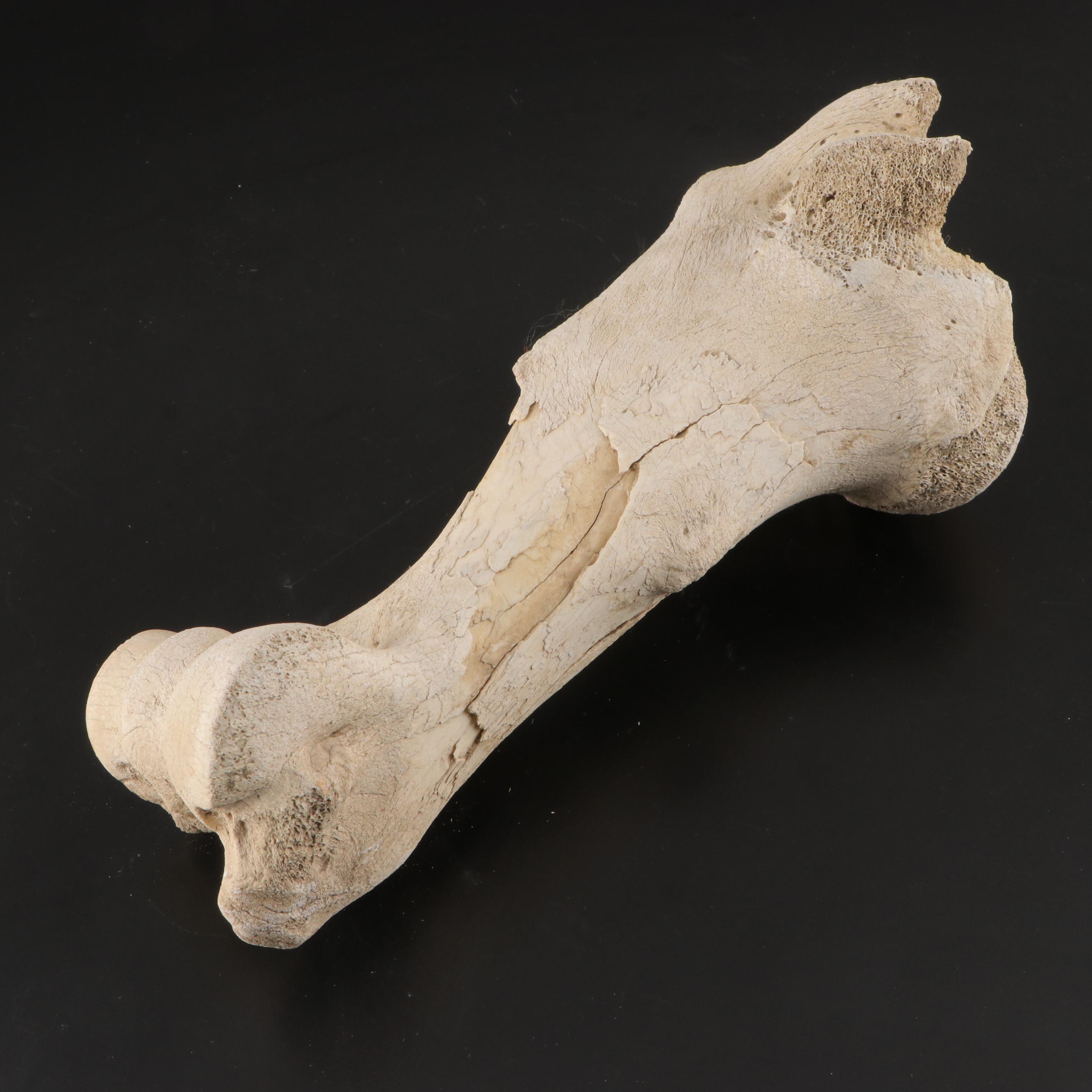 Partial Fossil Long Bones