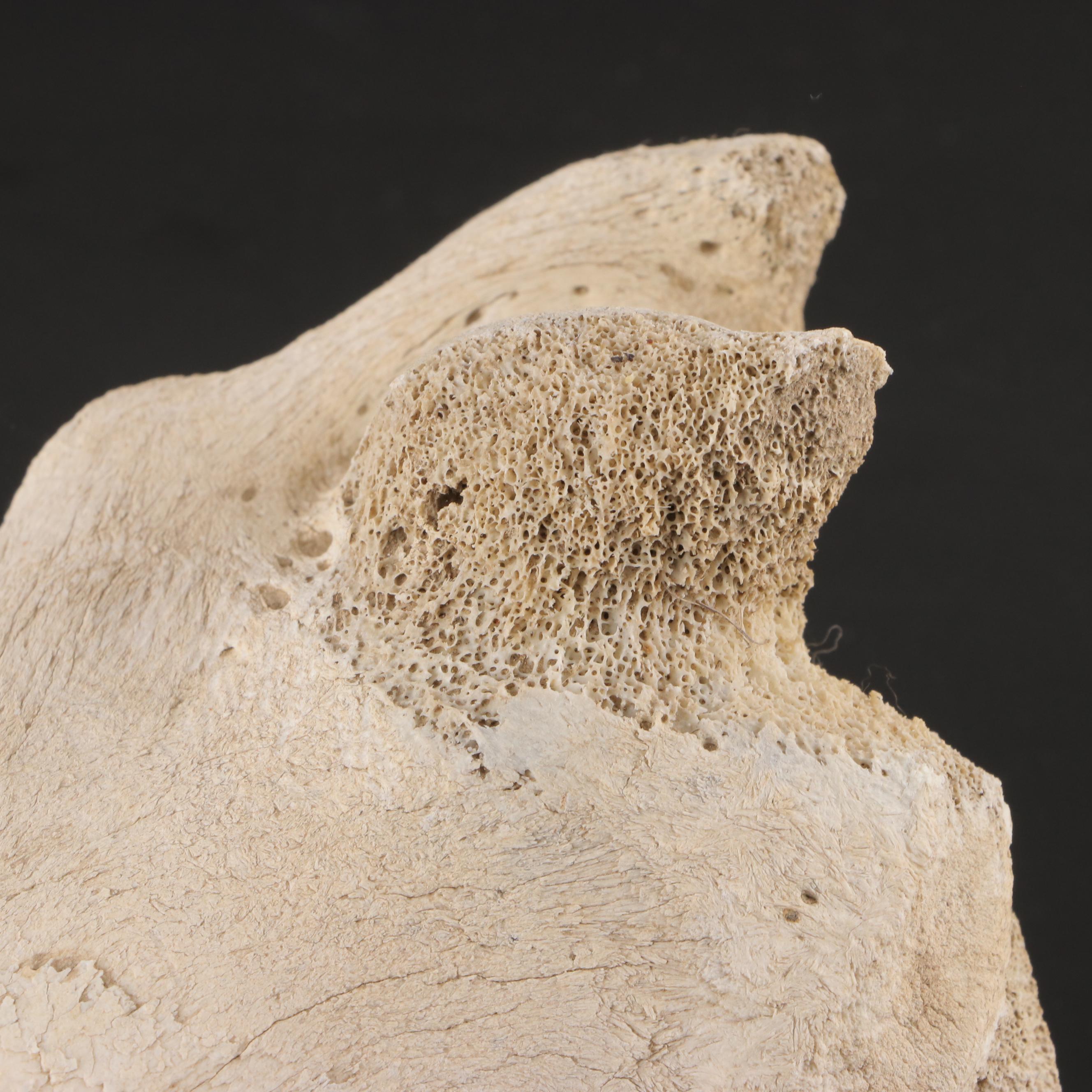 Partial Fossil Long Bones