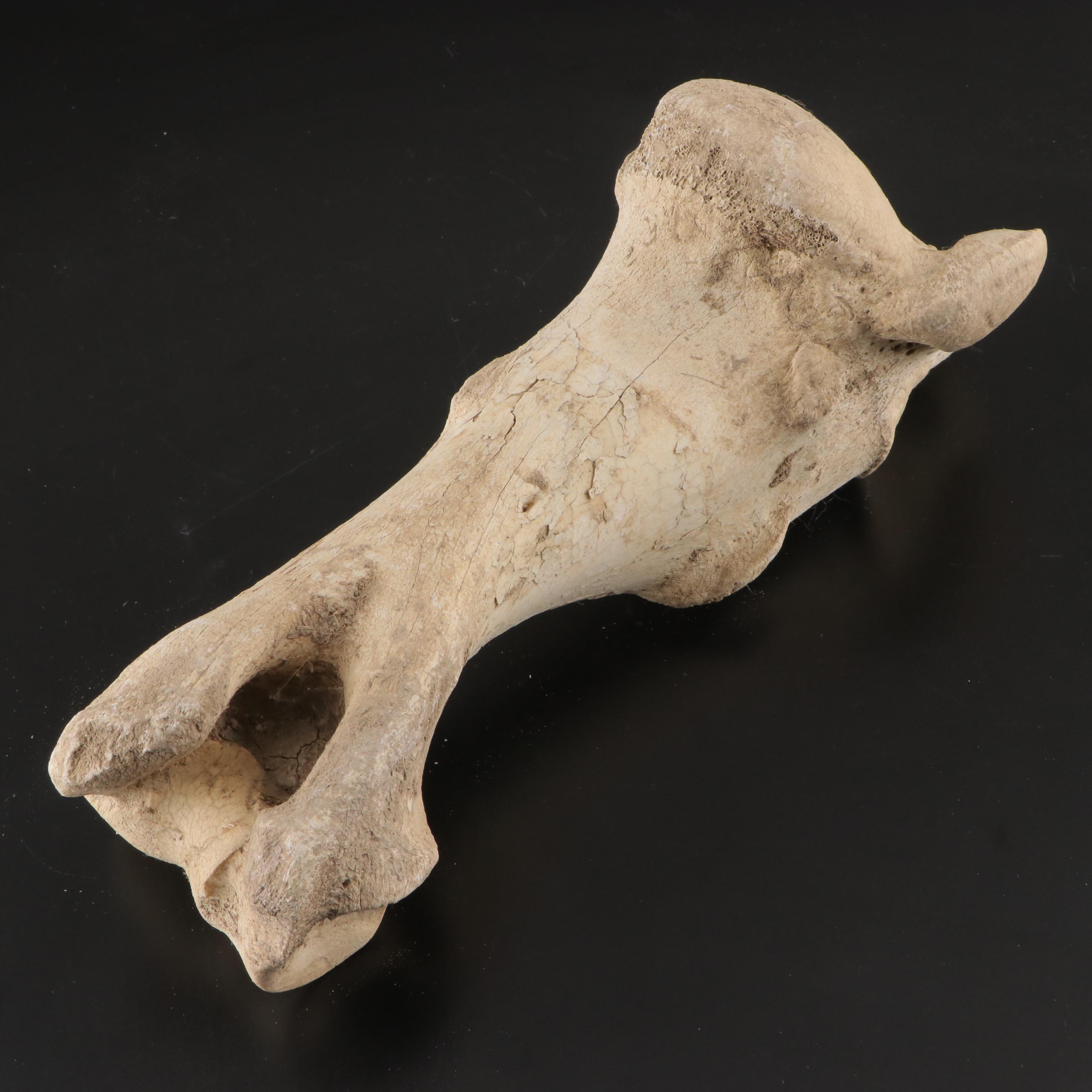 Partial Fossil Long Bones