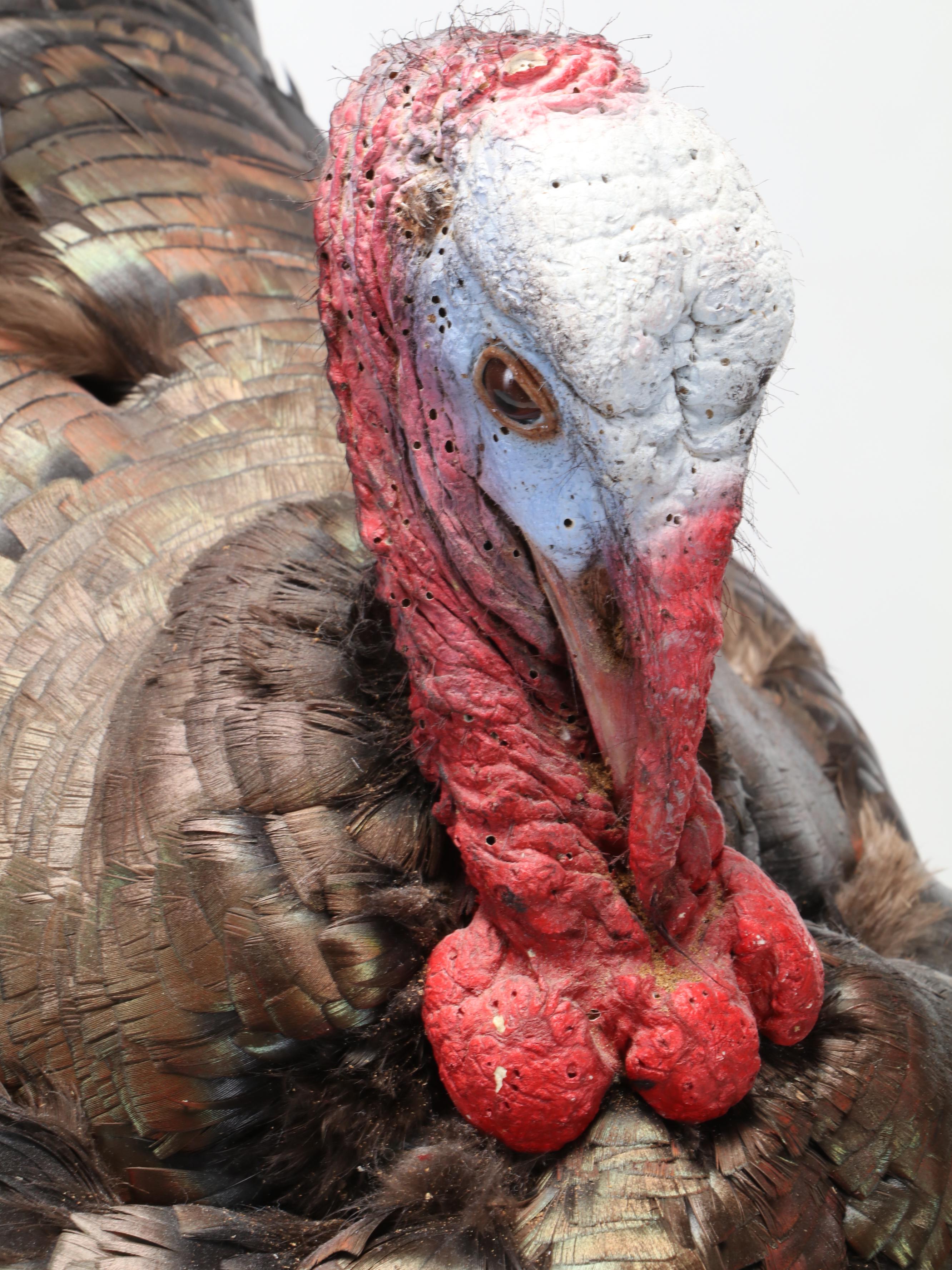Taxidermy Wild Turkey Tom Full Body Display on Wood Base