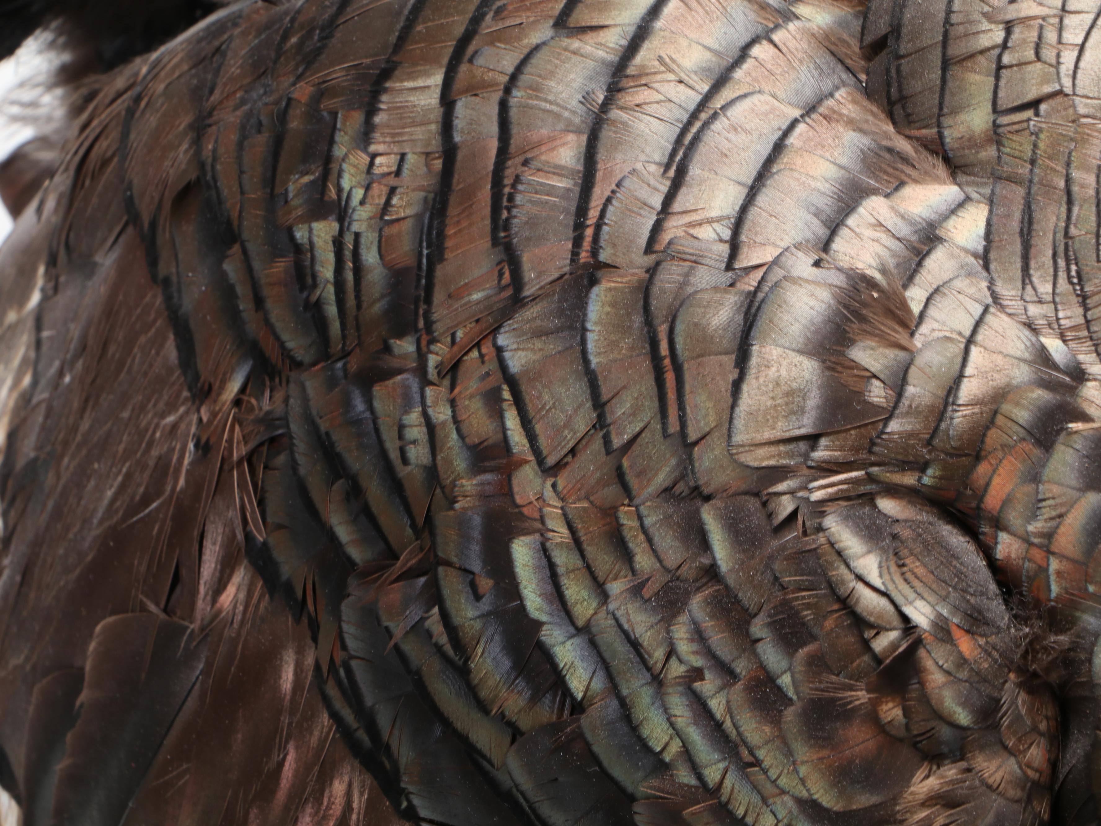 Taxidermy Wild Turkey Tom Full Body Display on Wood Base