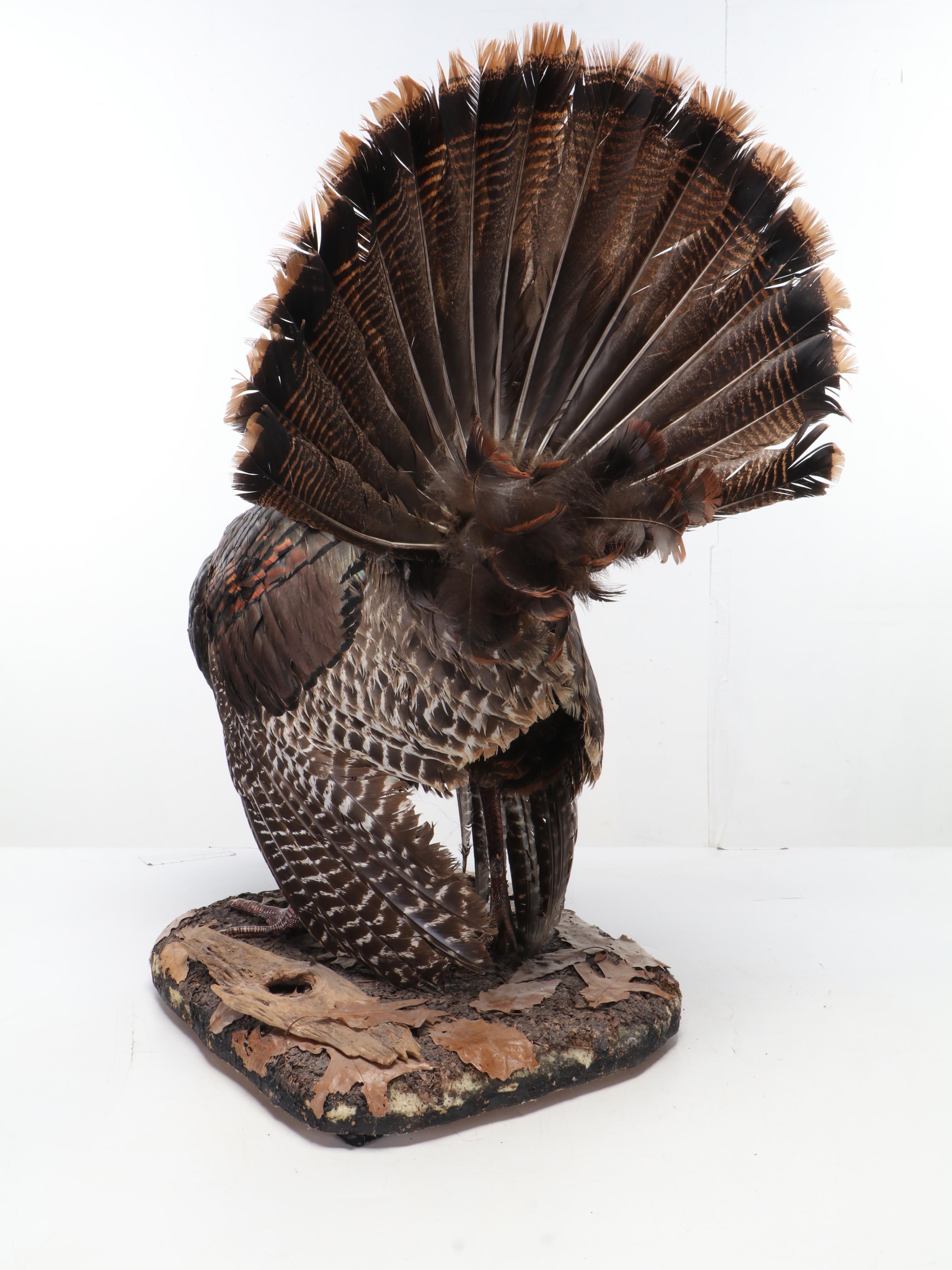 Taxidermy Wild Turkey Tom Full Body Display on Wood Base