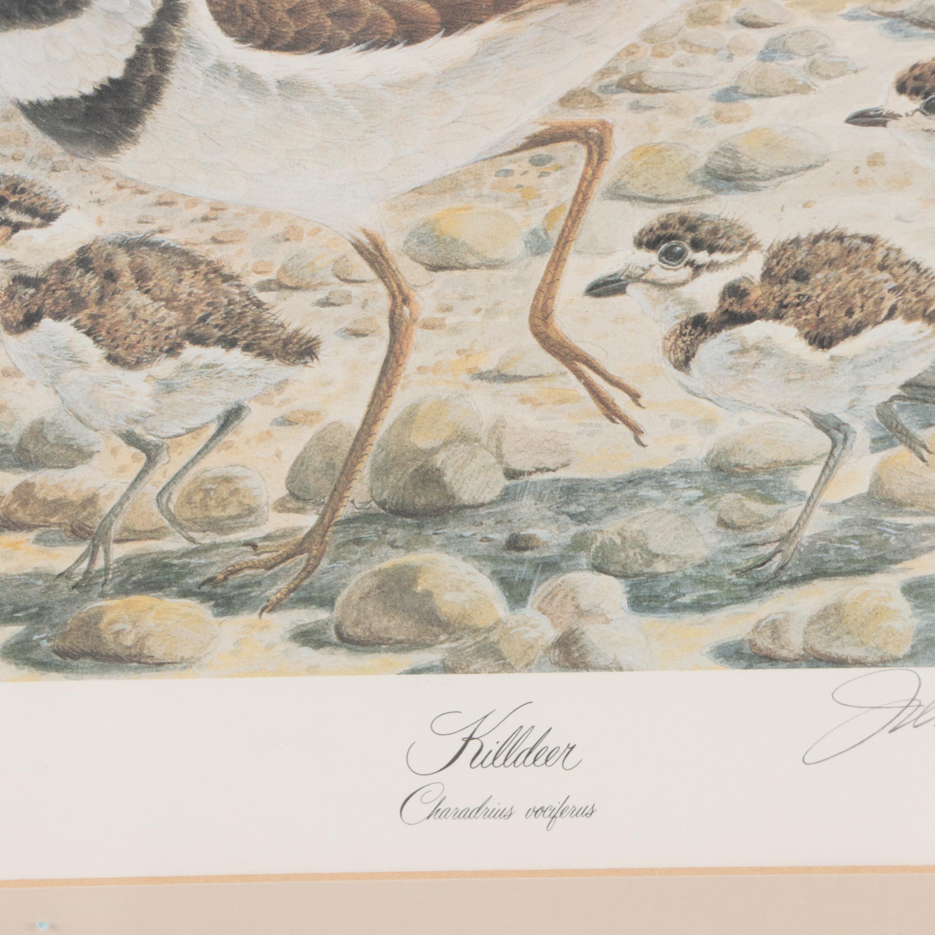 John Ruthven Offset Lithograph "Killdeer"