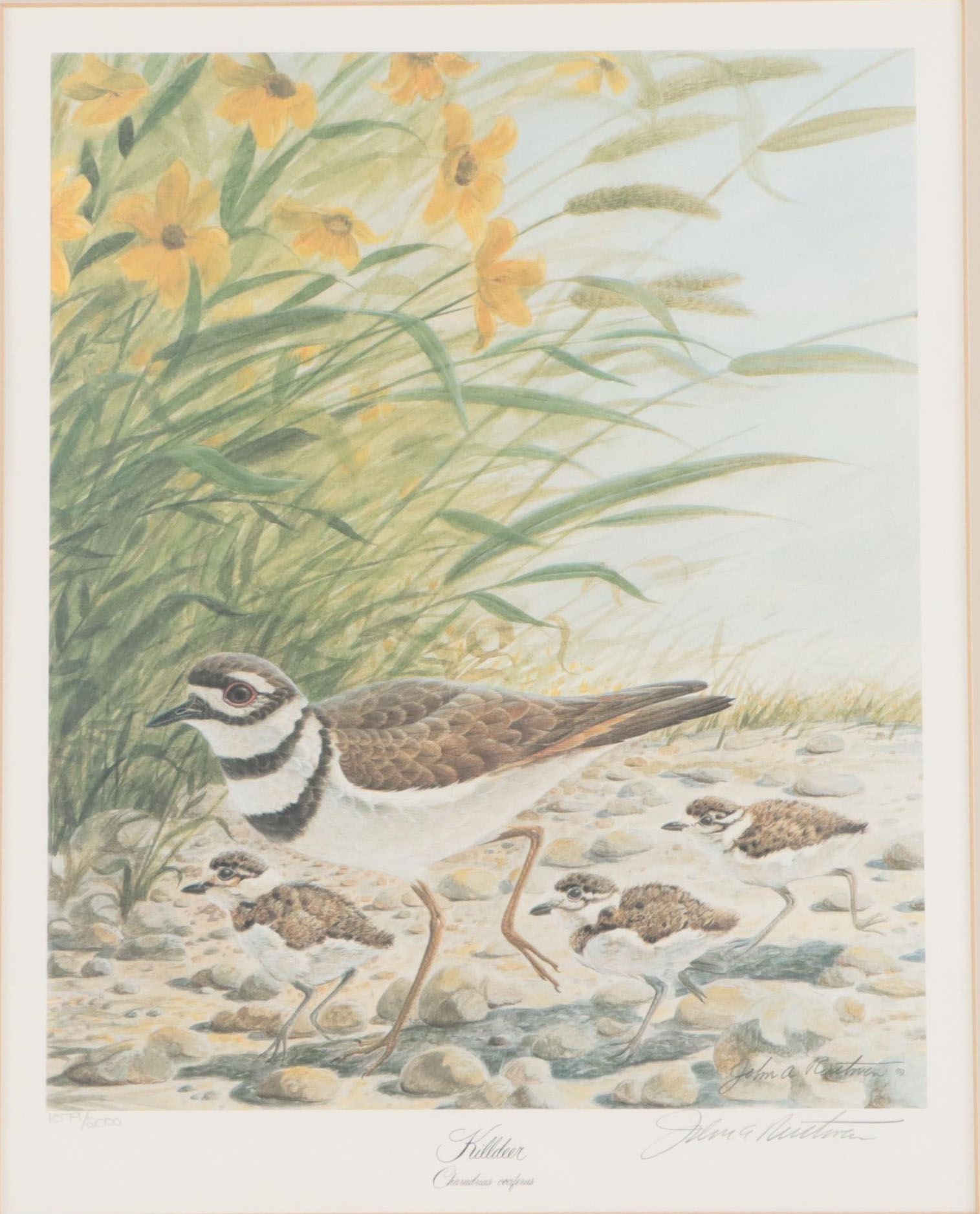 John Ruthven Offset Lithograph "Killdeer"
