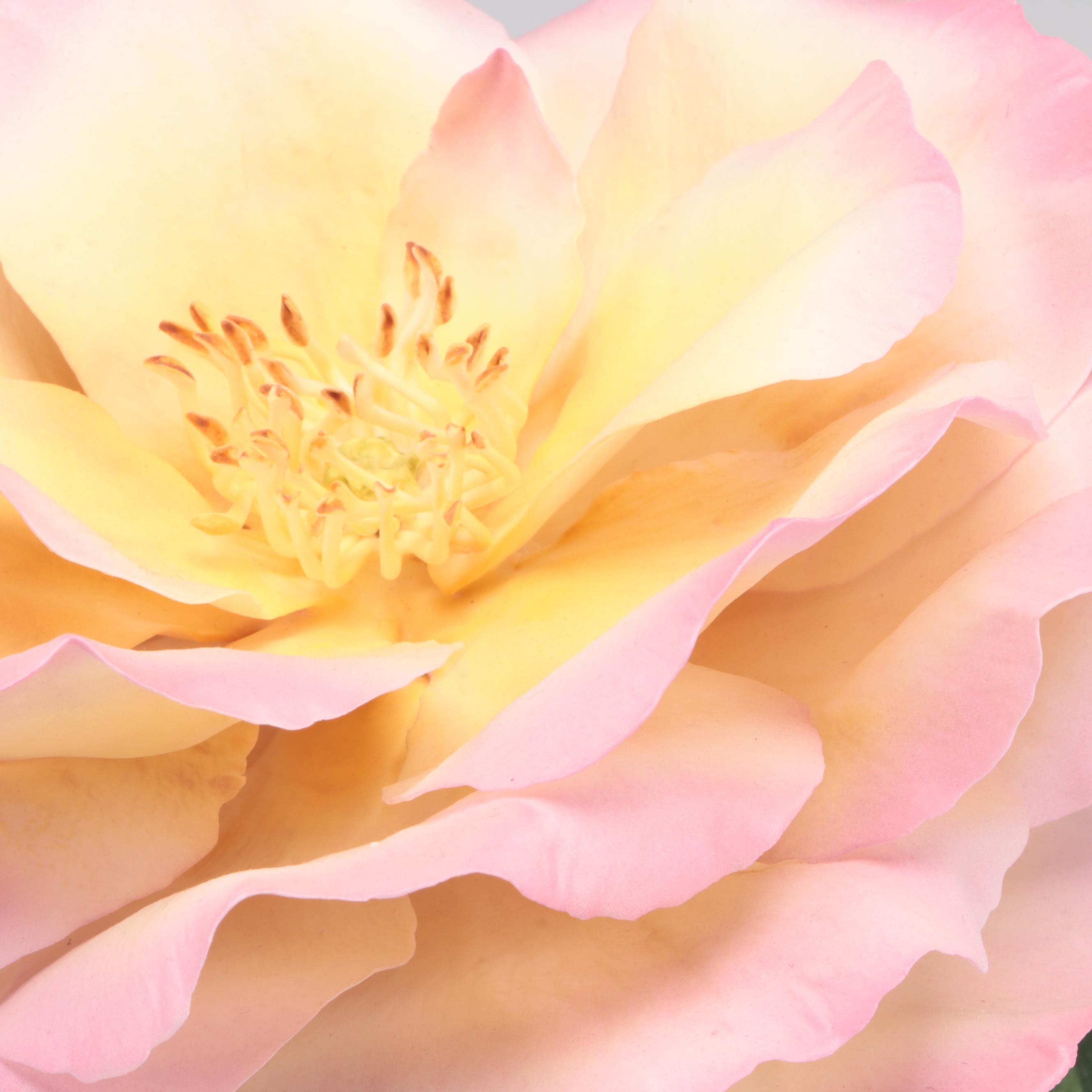 Boehm "Supreme Peace Rose" Limited Edition Bone China Figurine, 1976