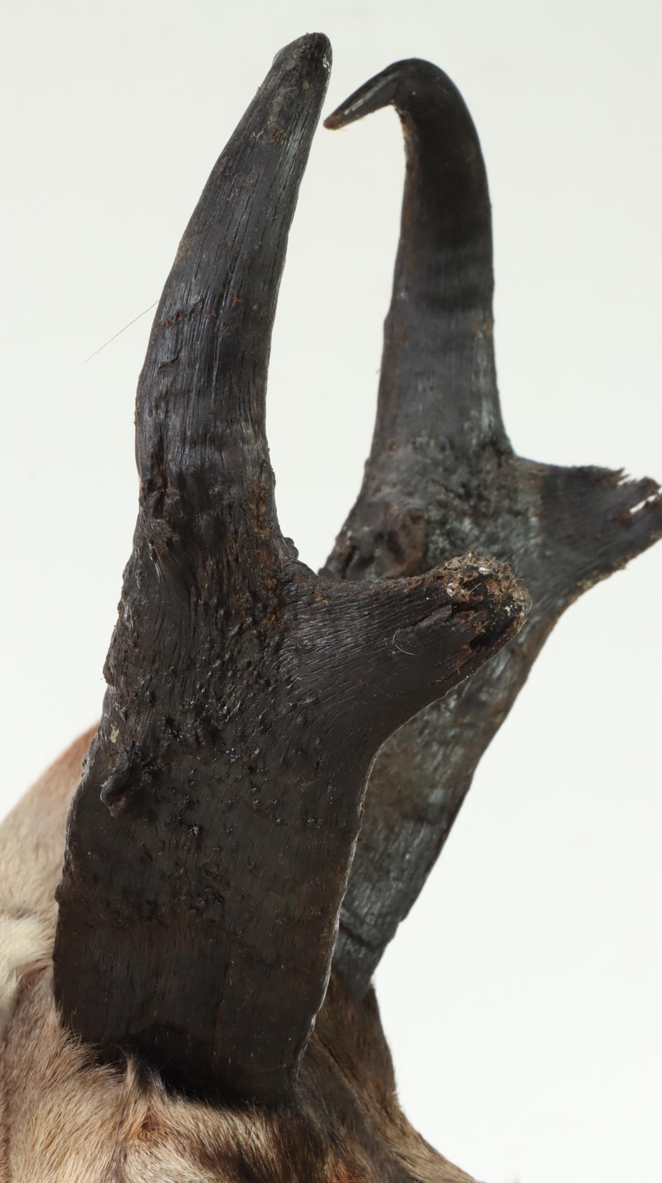 Taxidermy Pronghorn Buck and Doe Shoulder Mounts on Pine Wood Base